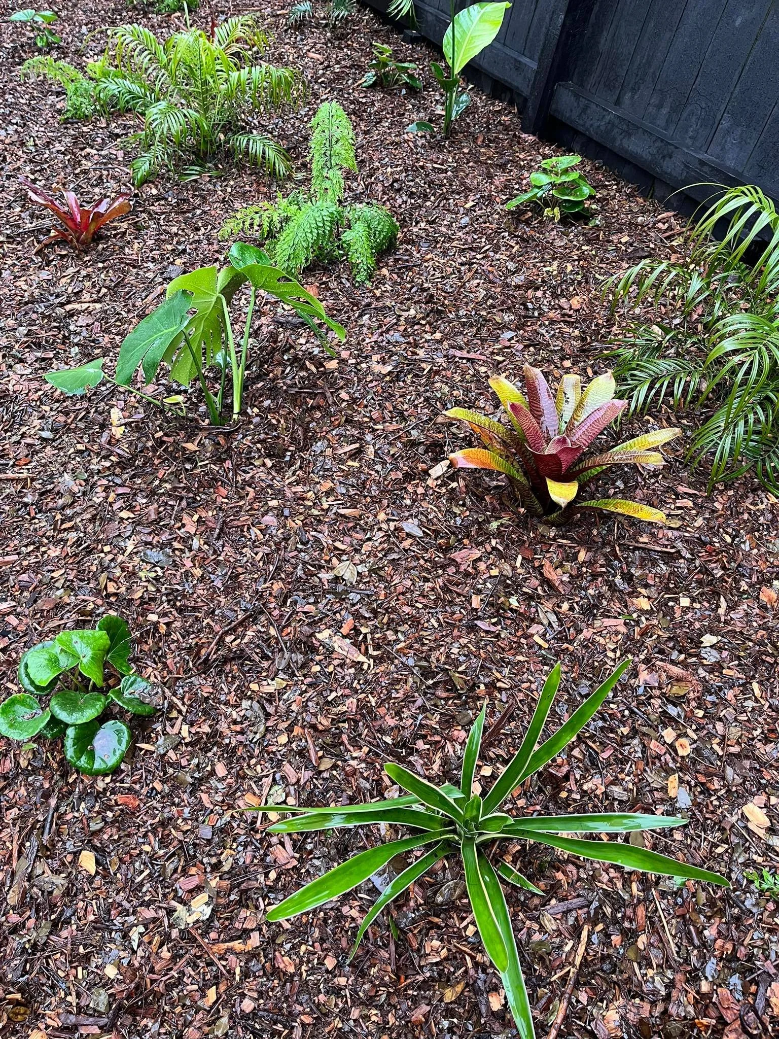 Sub tropical plants within retaining wall