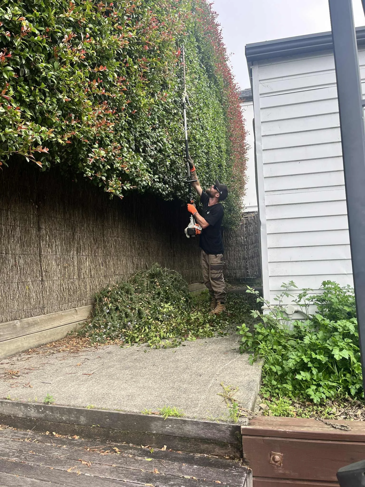 Green gecko gardens - Hedge Trim