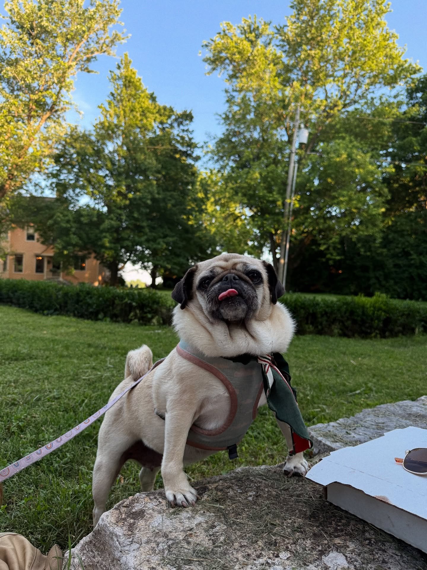 It&rsquo;s our sweetest girl&rsquo;s 6th birthday, Libby. If you&rsquo;ve ever heard of soul dogs, she is mine. From our first interaction in Beijing, we made our lives so much better for each other. 🥹

Libby brings joy in every part of our lives. S