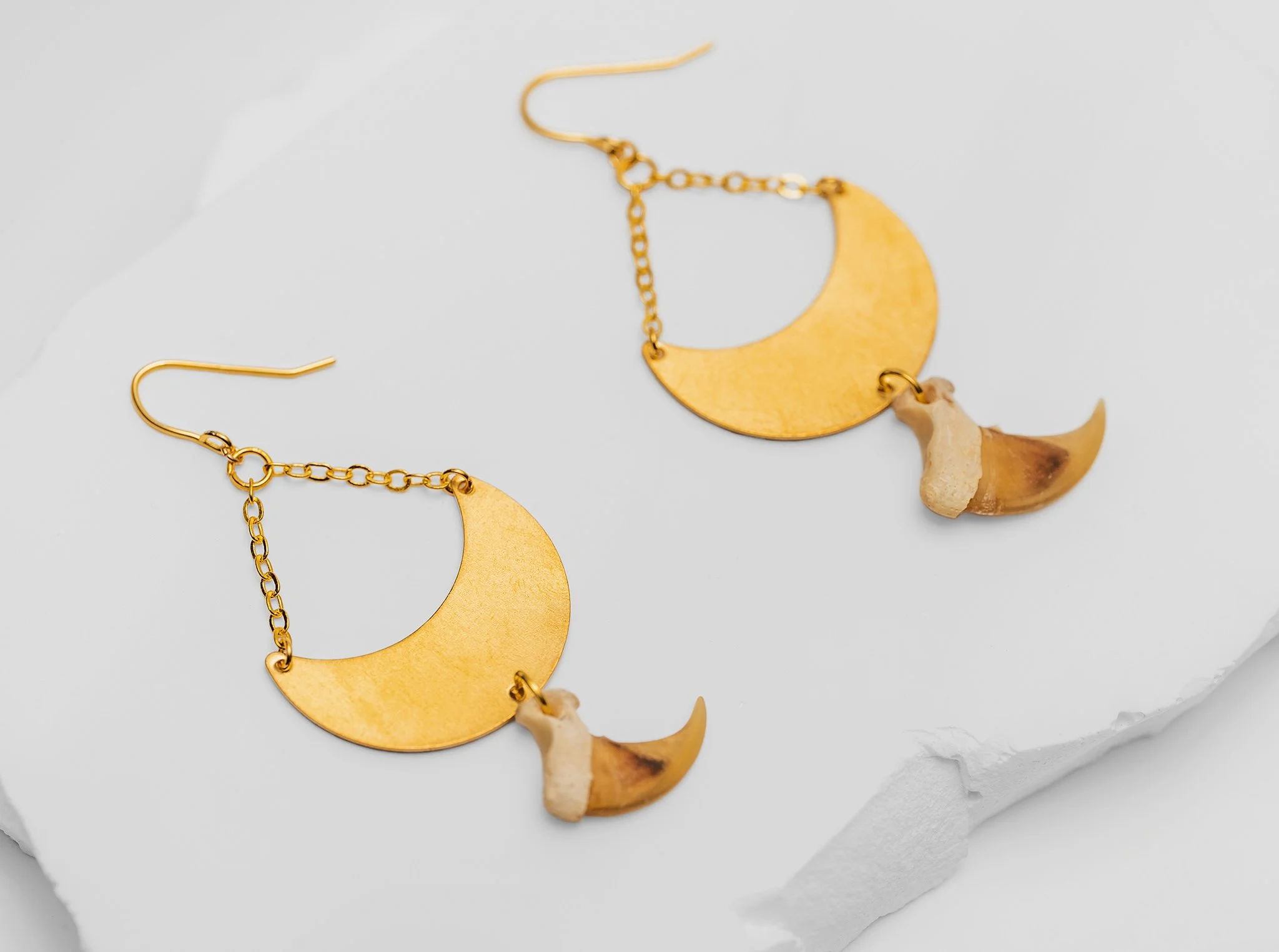 Canis Calva-24RS.jpg