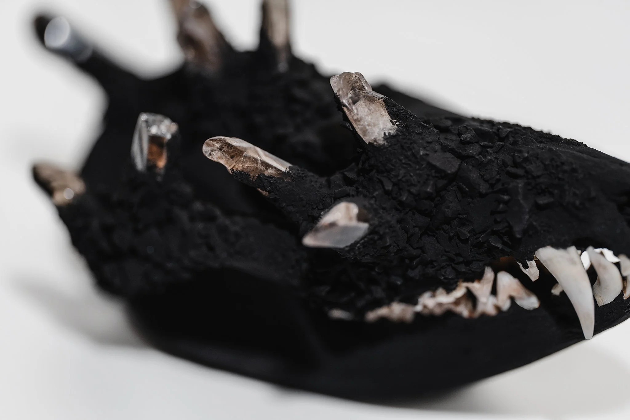 Canis Calva - Opossum-9RS.jpg