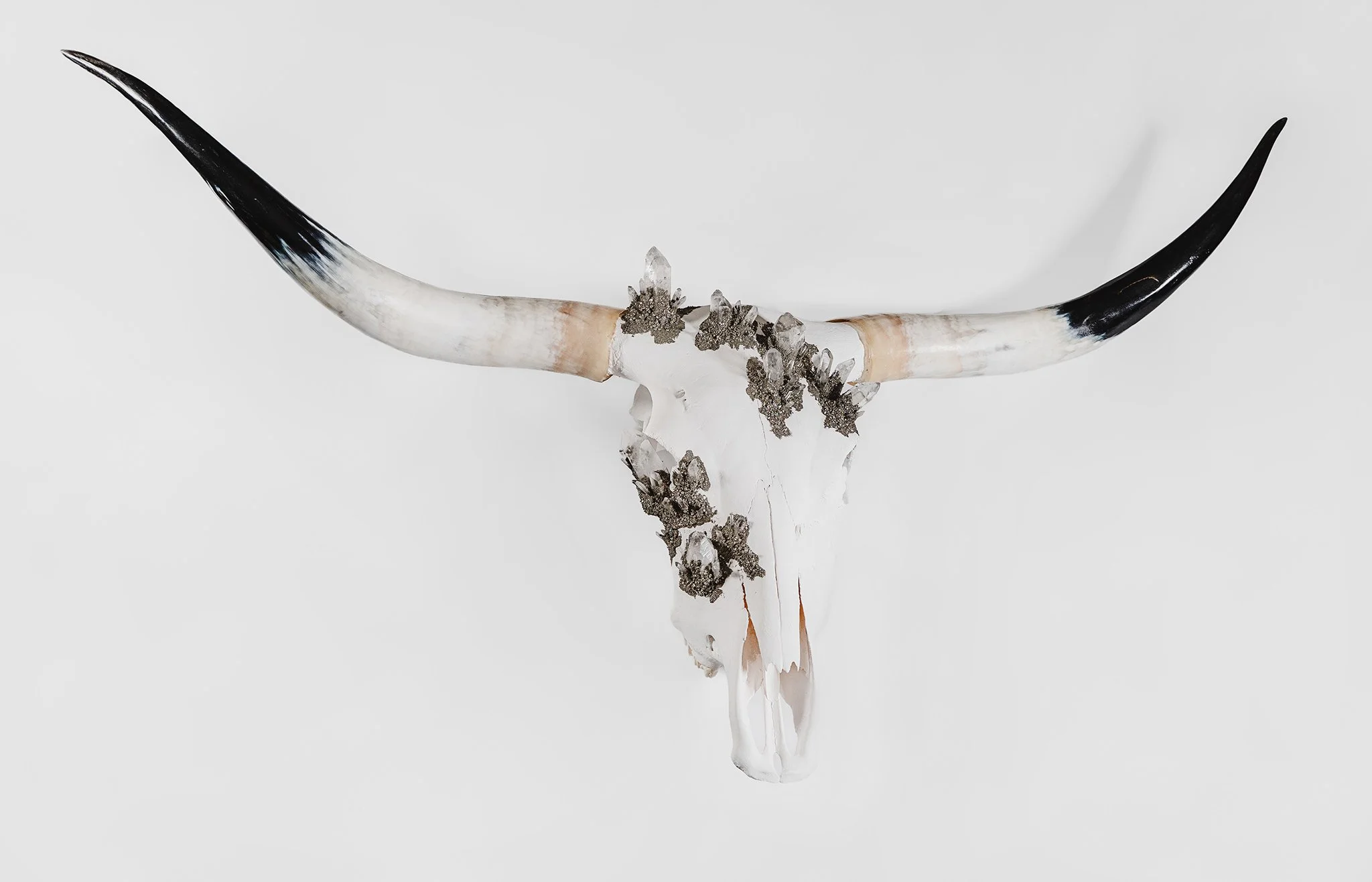 Canis Calva - Longhorn_001RS.jpg
