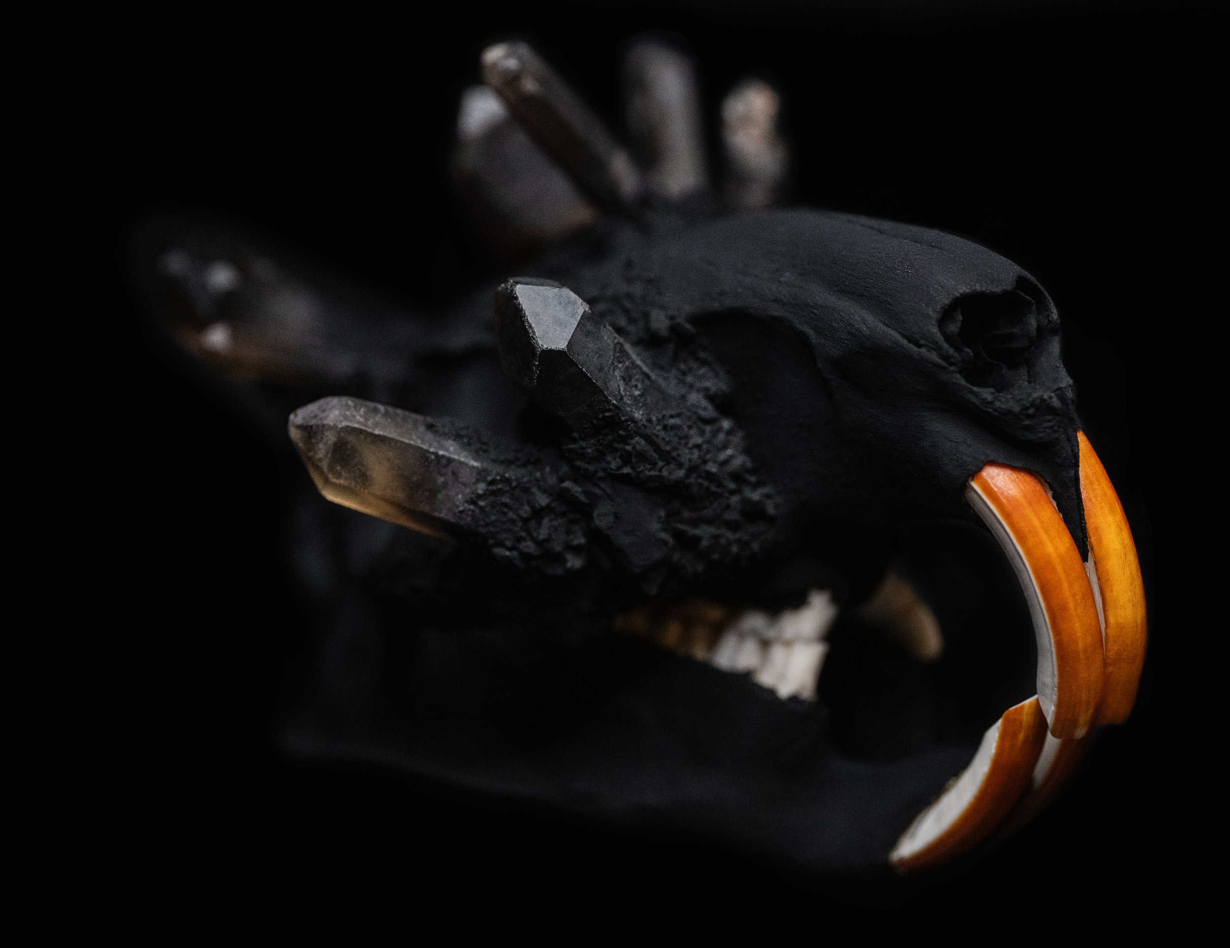 Skull_Nutria02_003.jpg