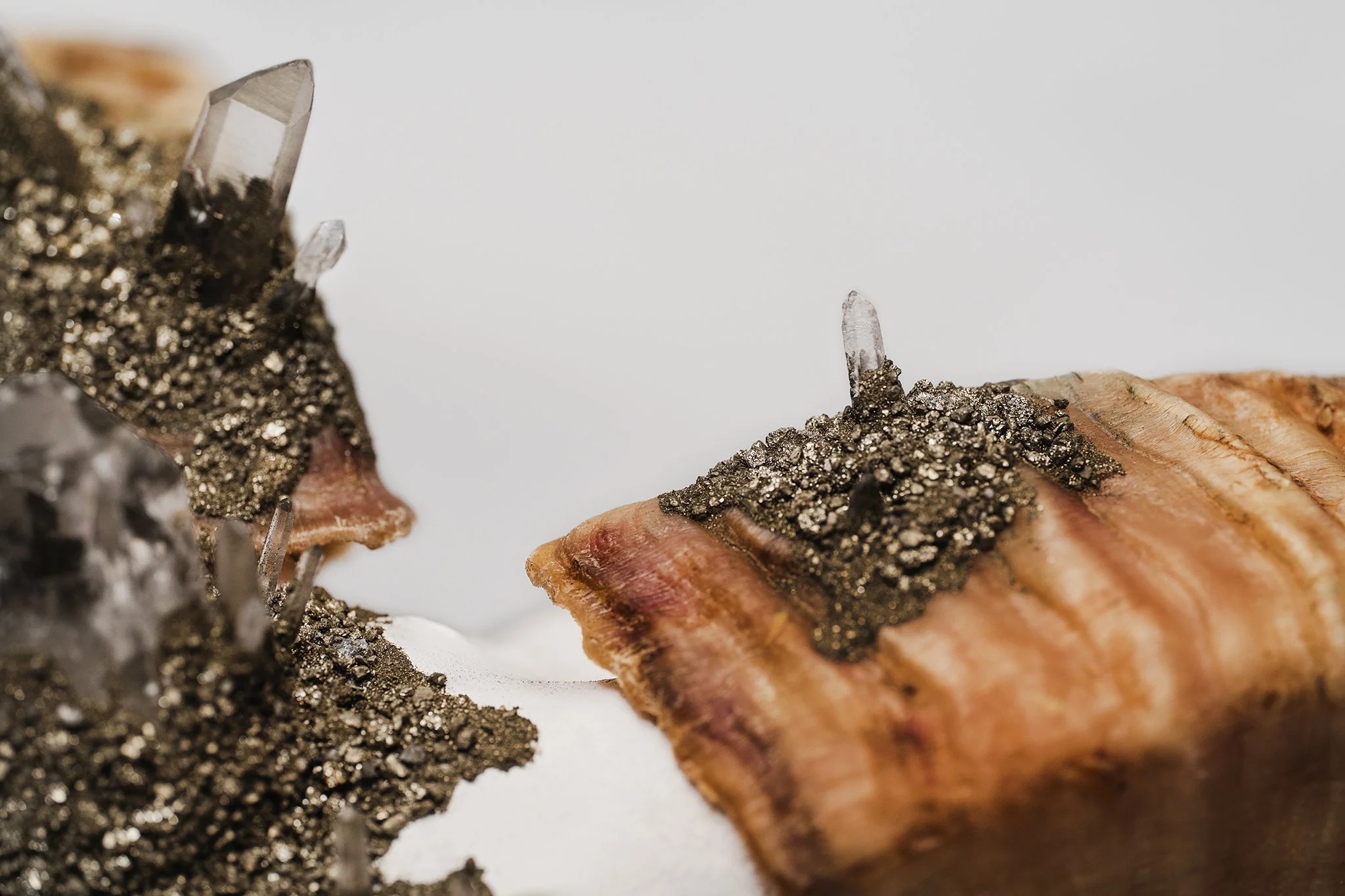 Canis Calva - Merino Sheep-7RS.jpg