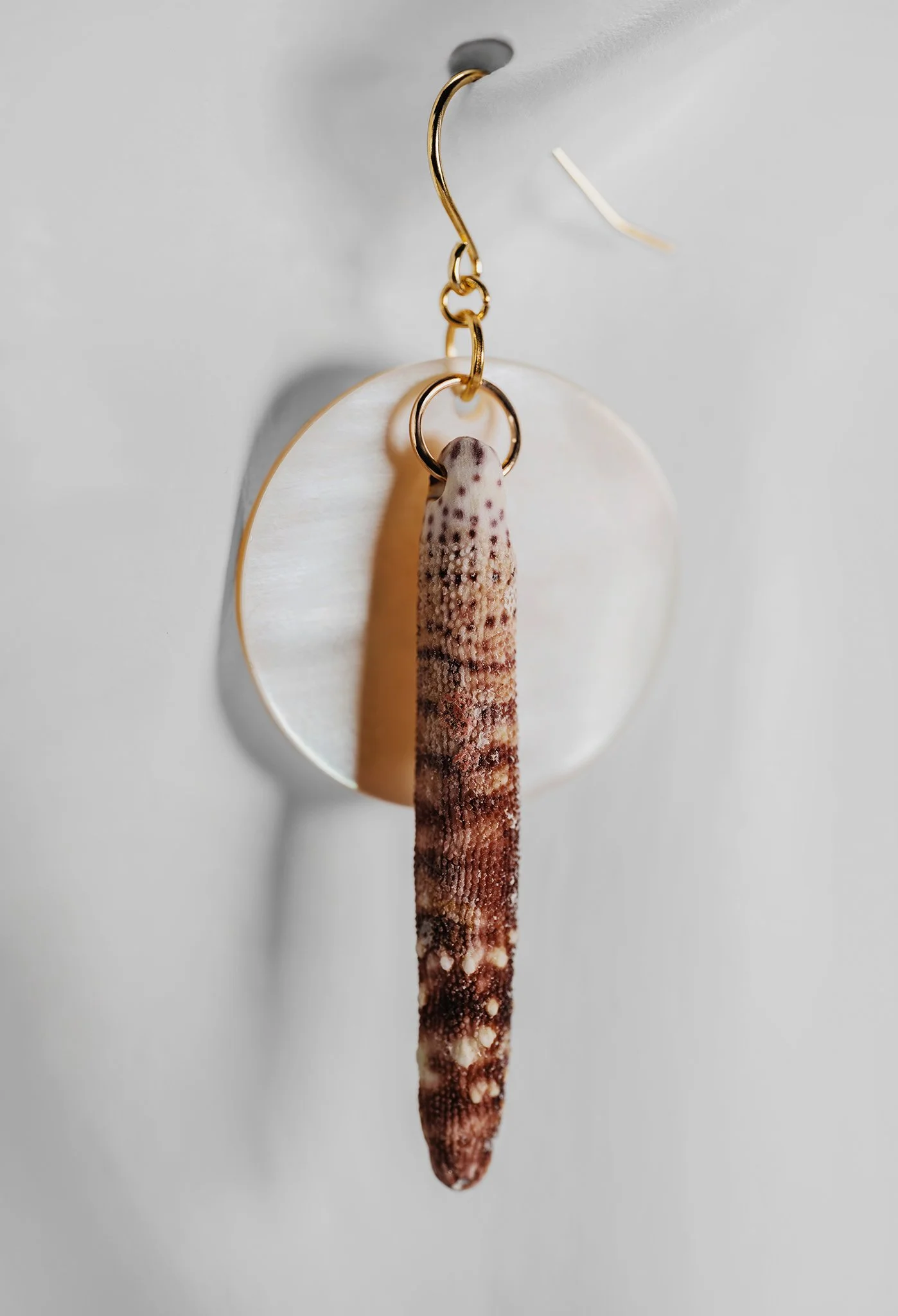 Canis Calva-63RS.jpg