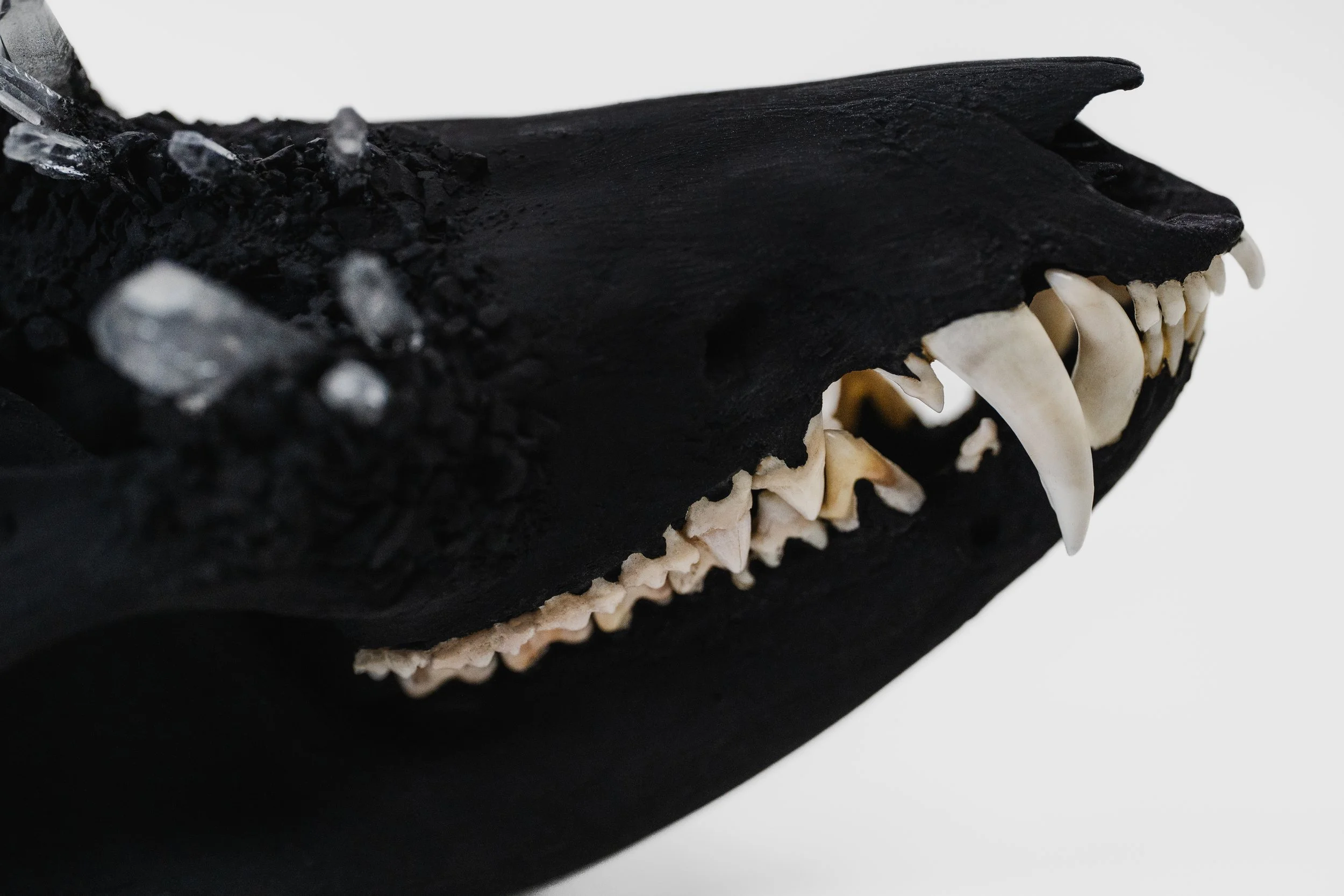 Canis Calva_004.jpg