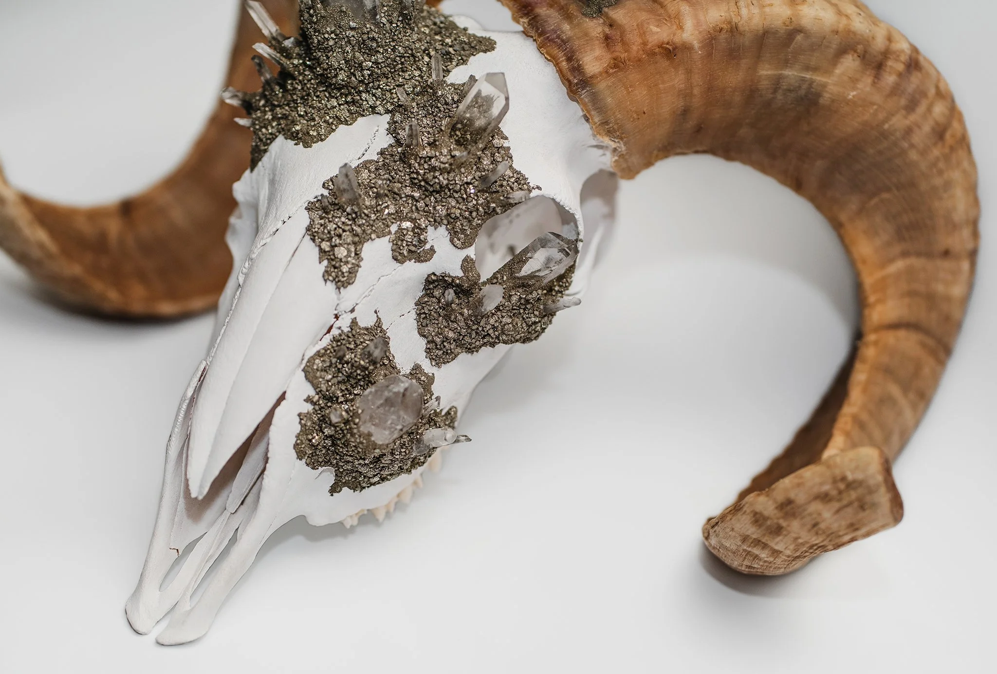 Canis Calva - Merino Sheep-3RS.jpg