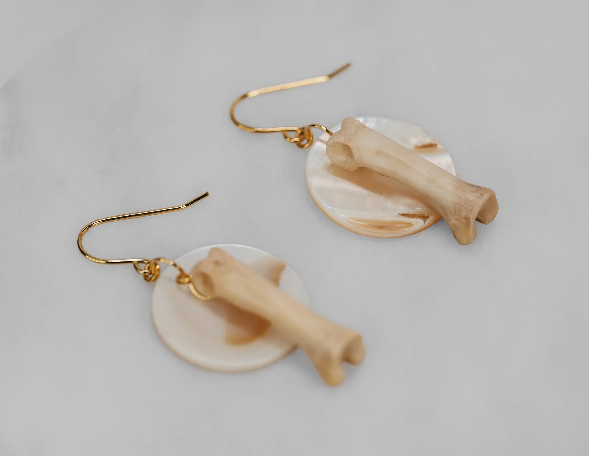 Canis Calva-23RS.jpg