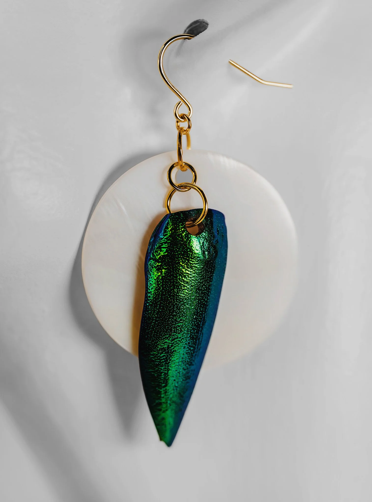 Canis Calva-59RS.jpg