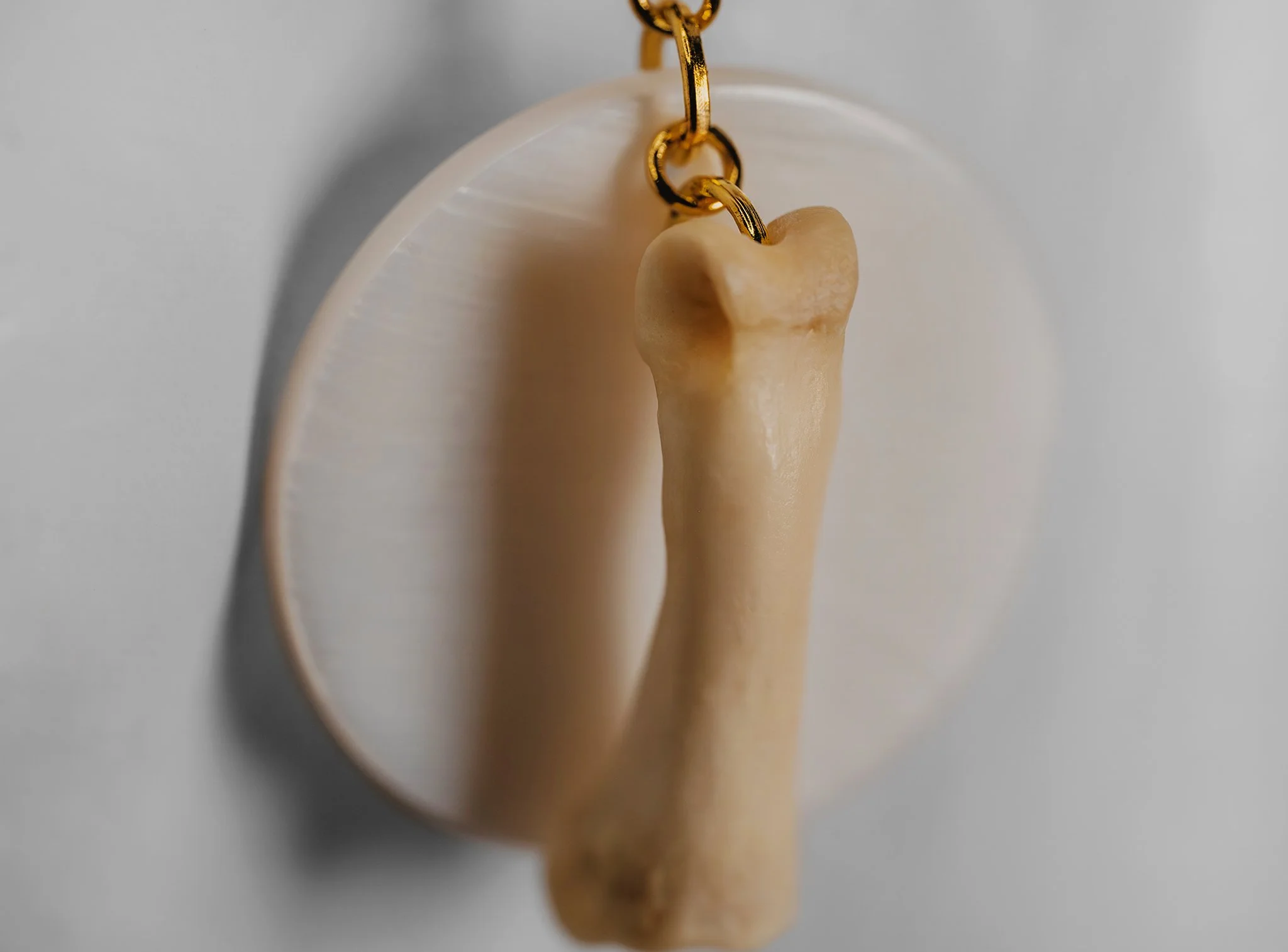 Canis Calva-25RS.jpg