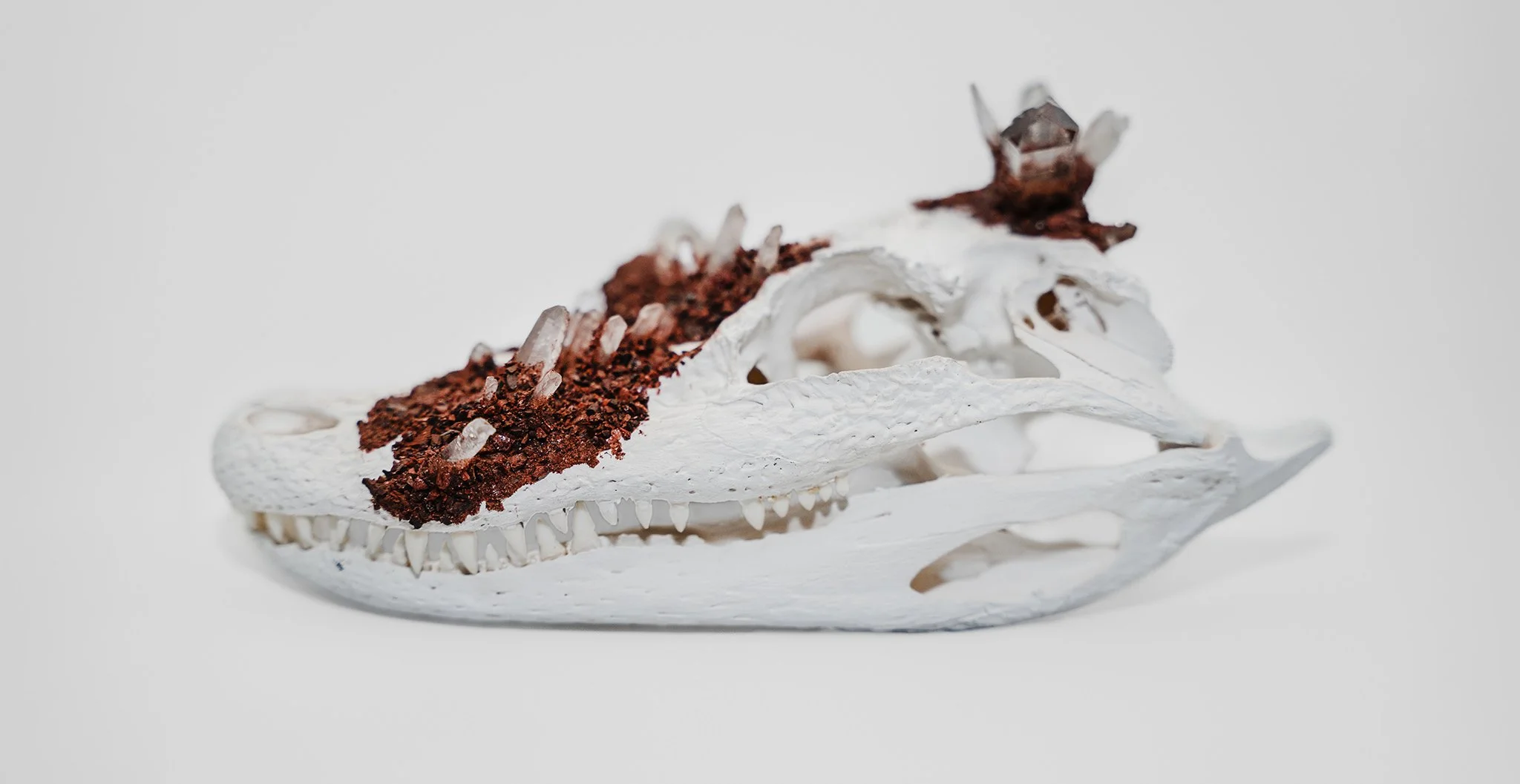 Canis Calva - Alligator_003RS.jpg