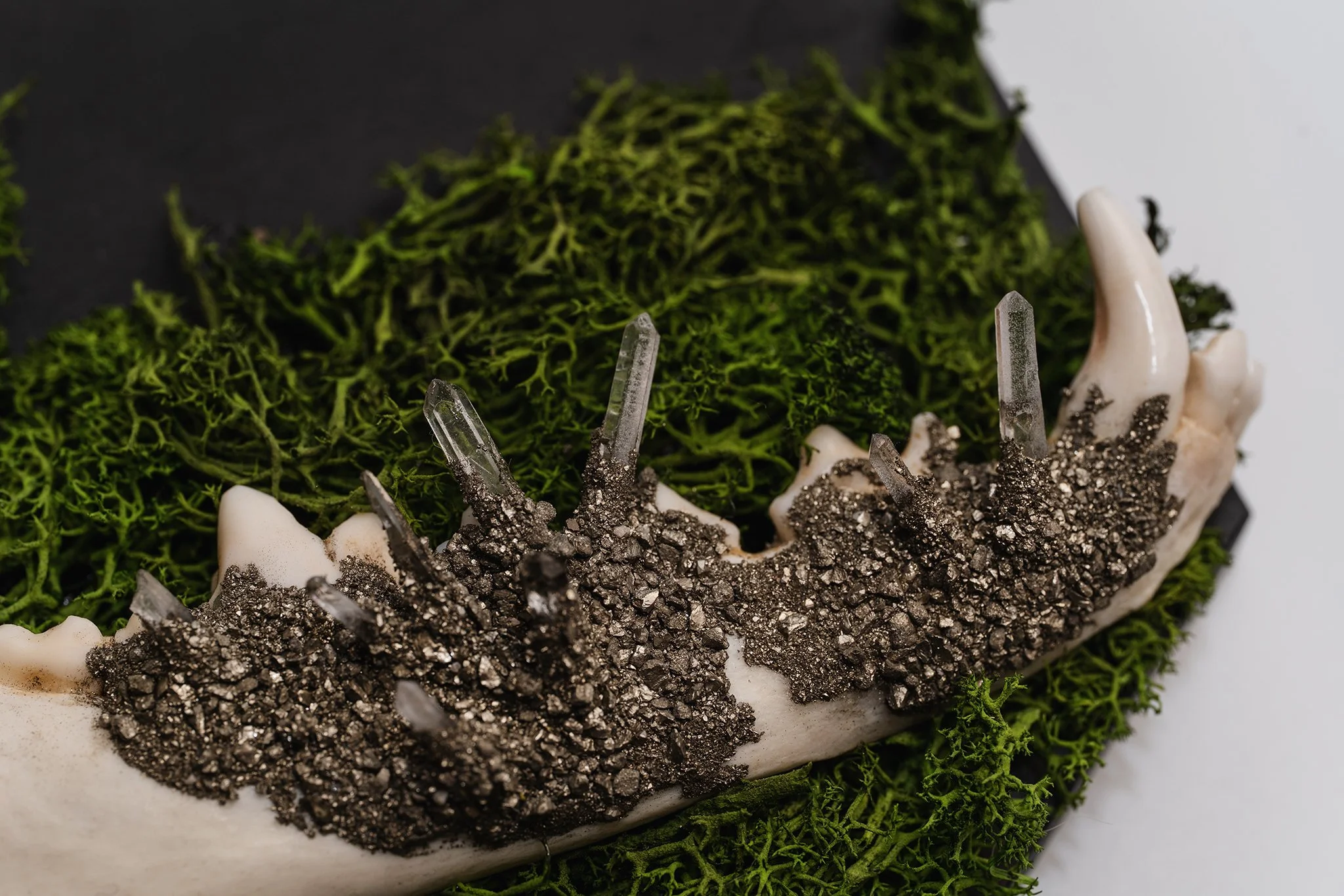 Canis Calva-14RS.jpg