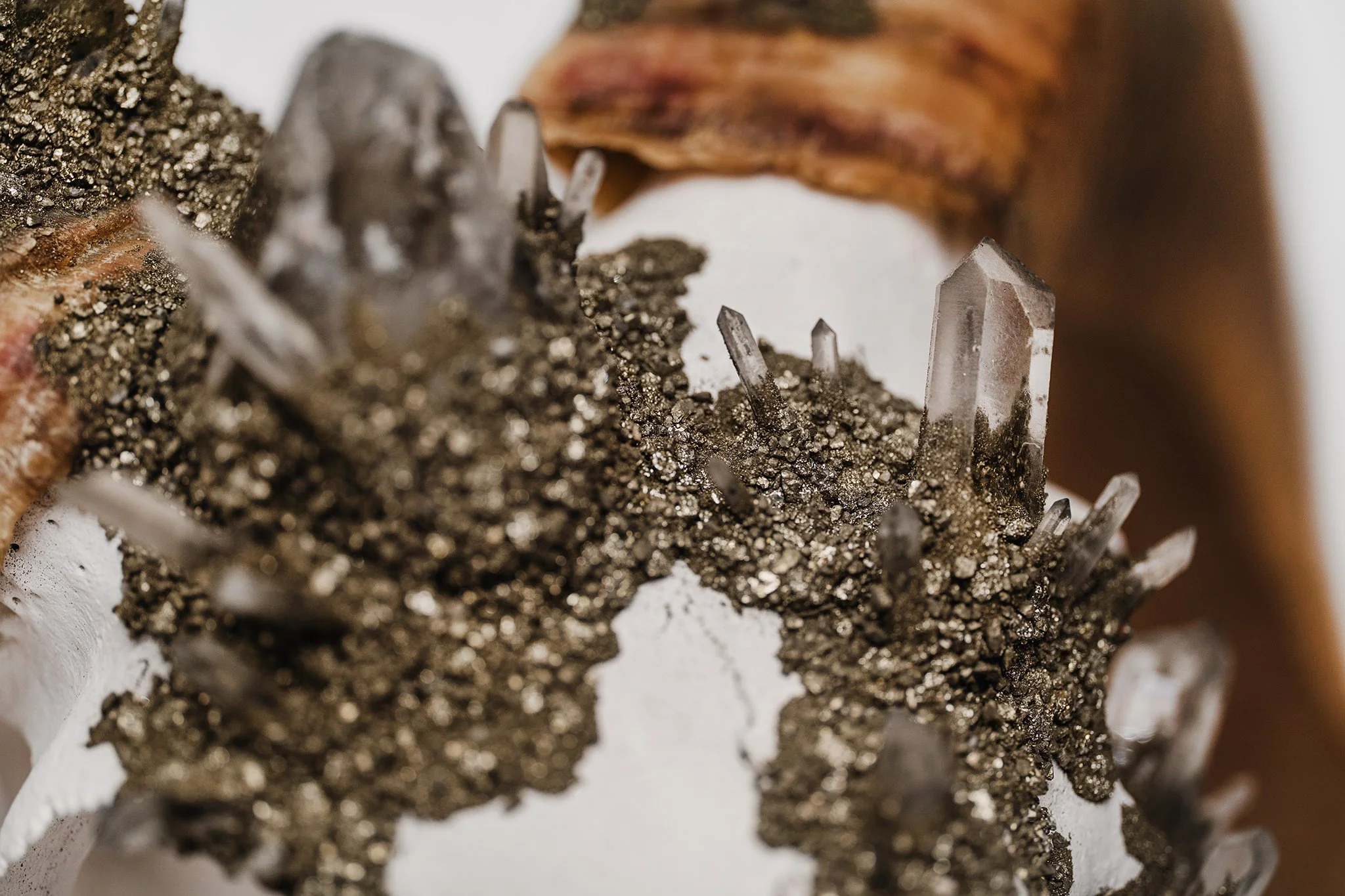 Canis Calva - Merino Sheep-10RS.jpg