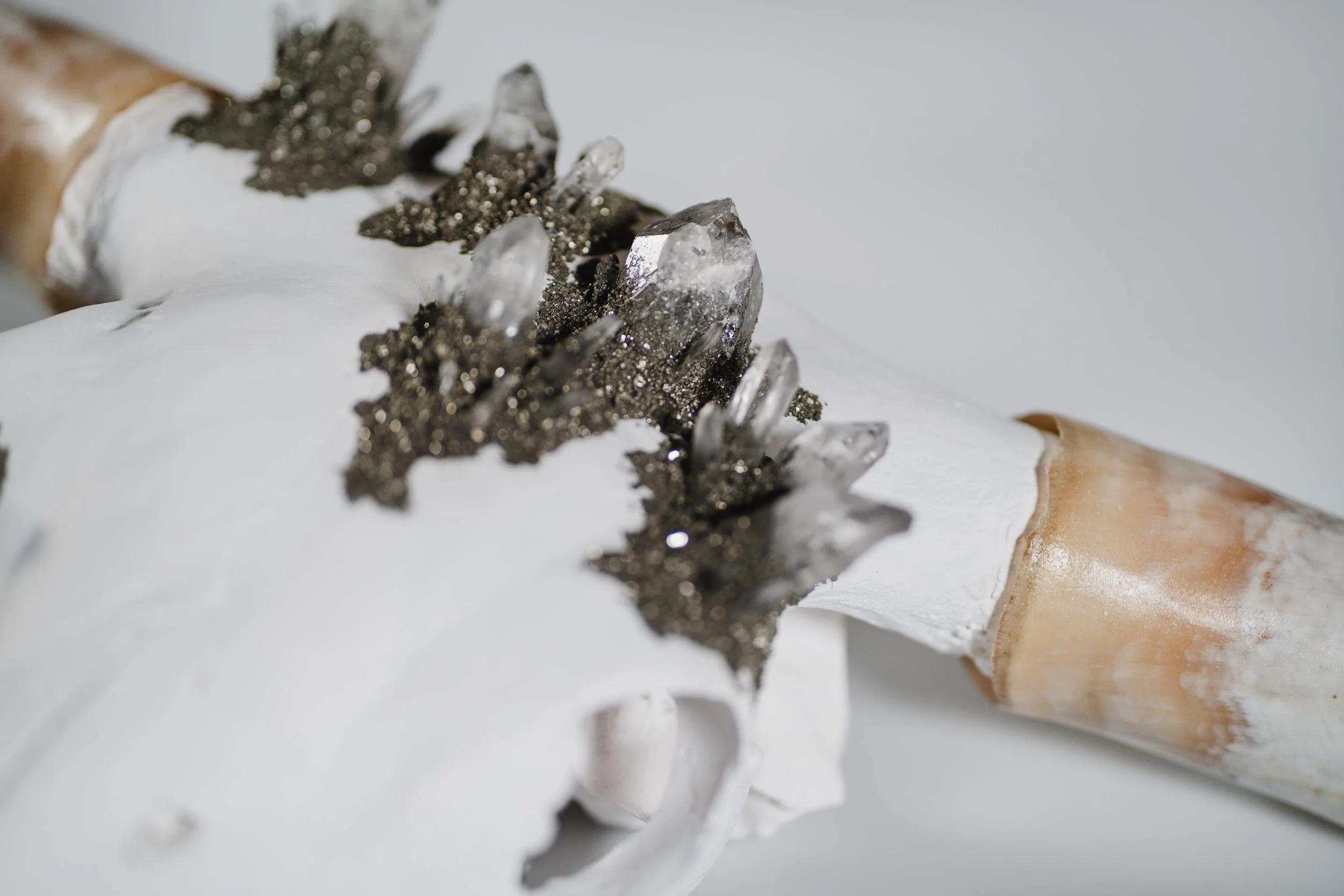 Canis Calva - Longhorn_010.jpg