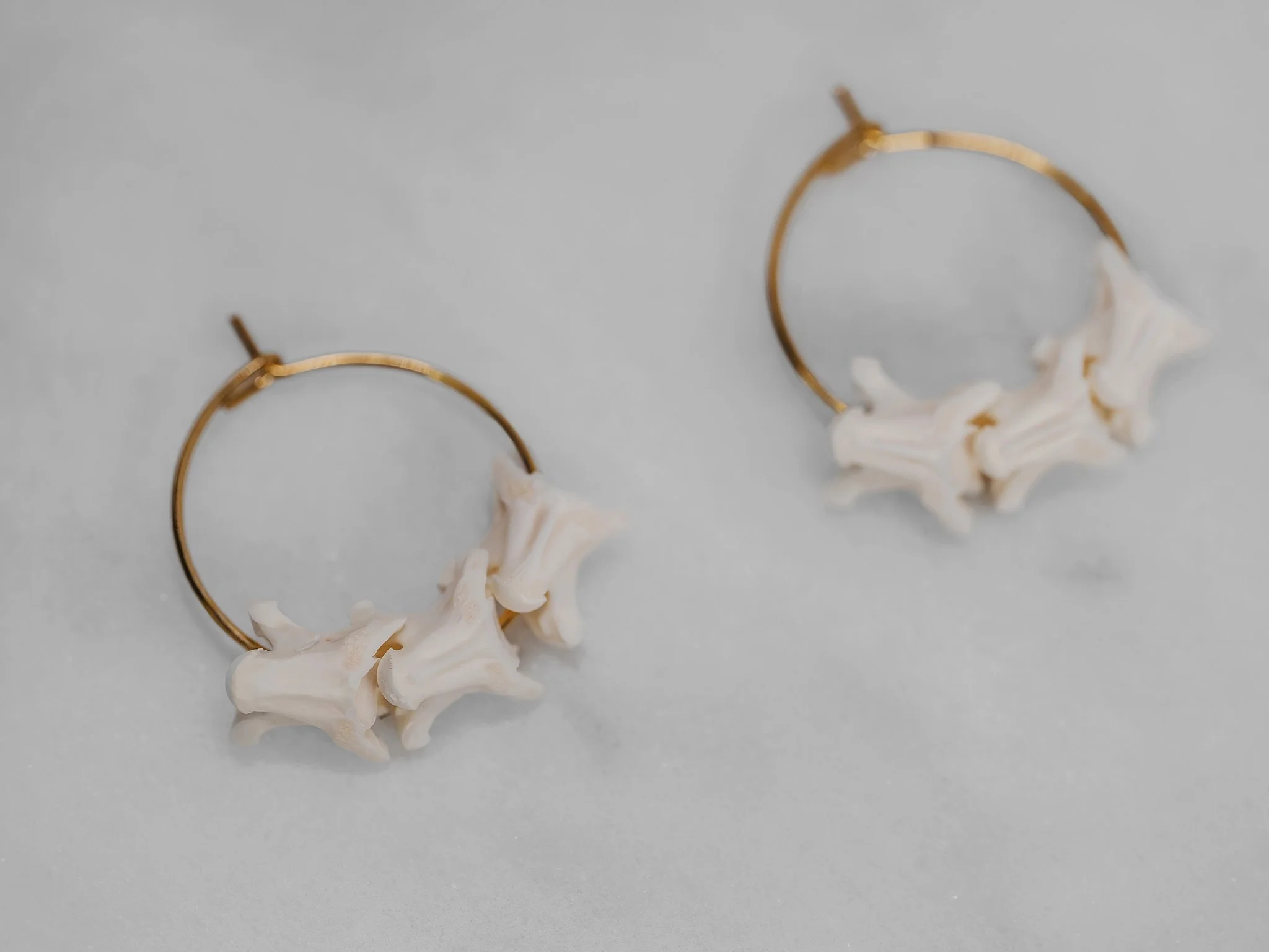 Canis Calva-74RS.jpg