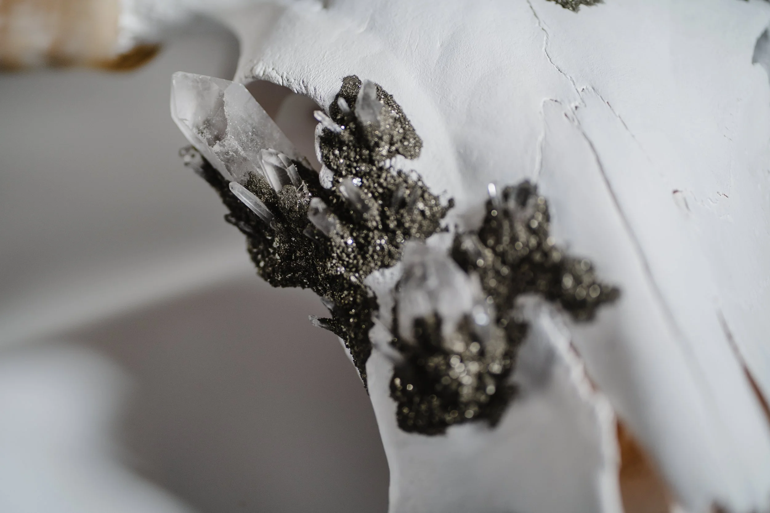 Canis Calva - Longhorn_008.jpg