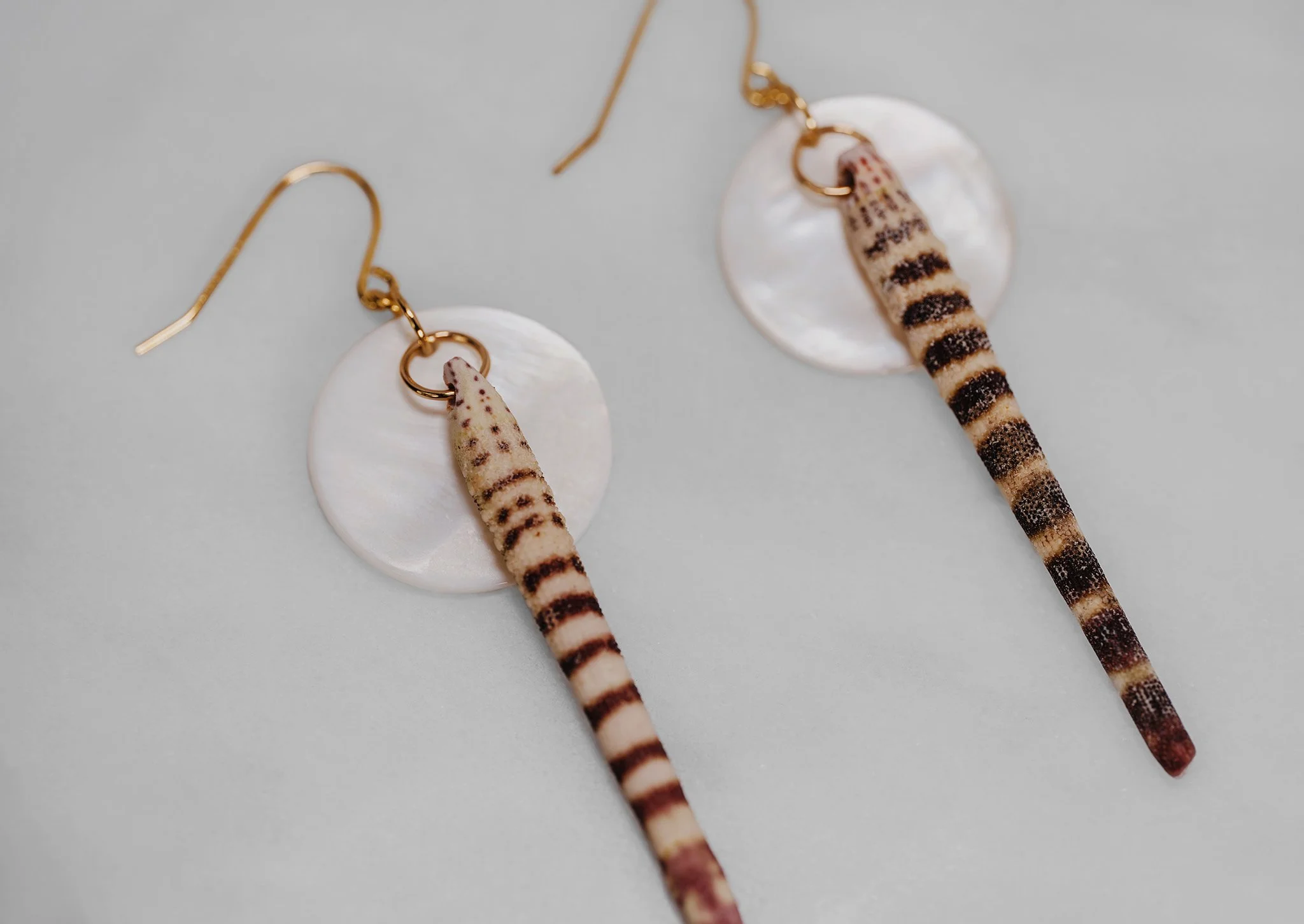 Canis Calva-70RS.jpg