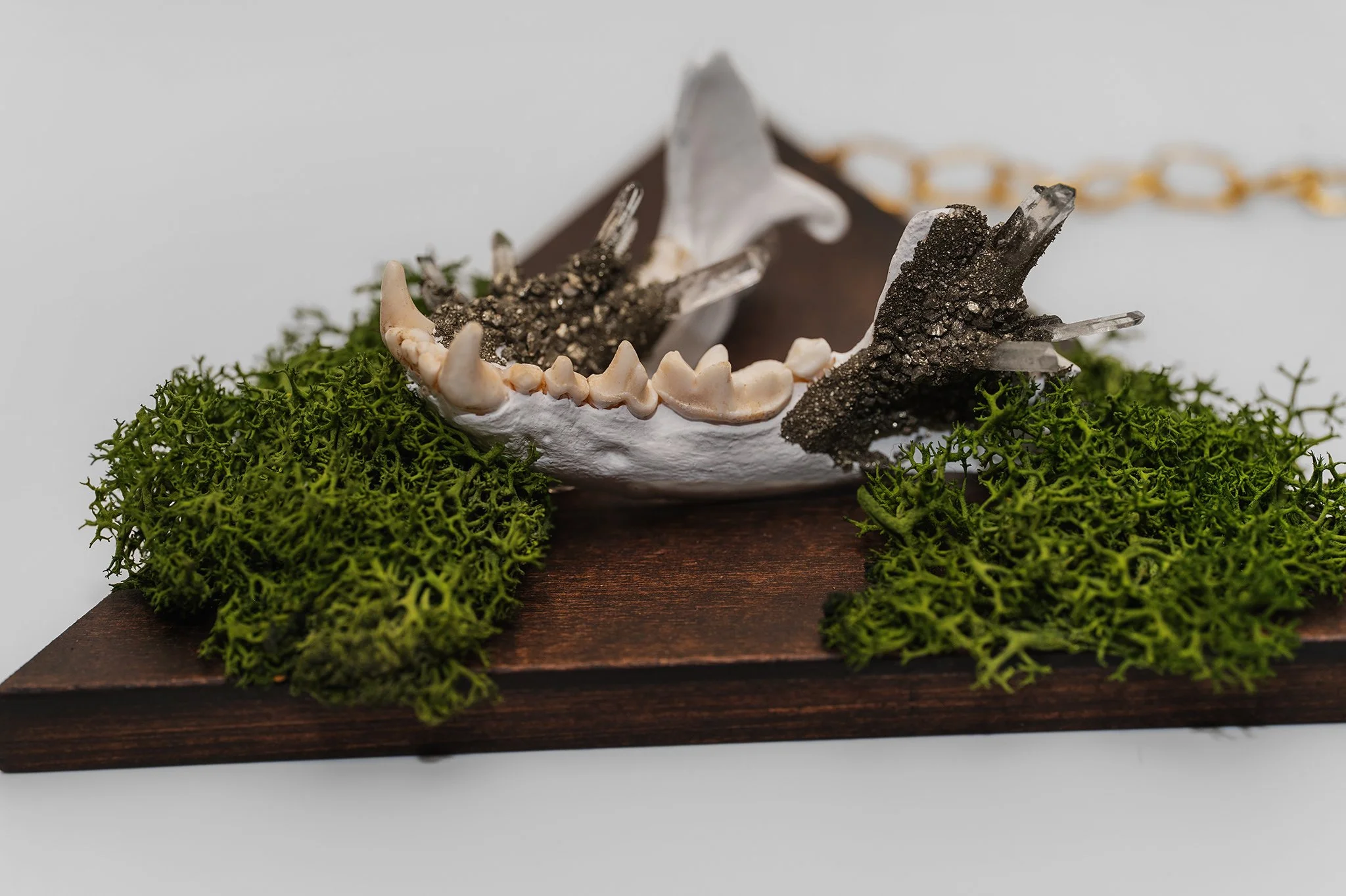 Canis Calva-10RS.jpg