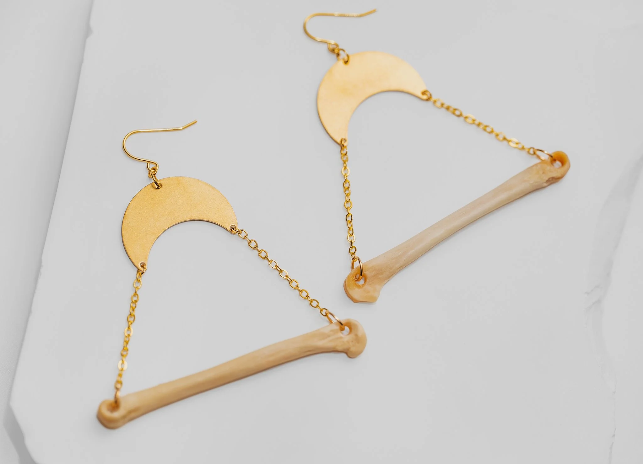 Canis Calva-19RS.jpg