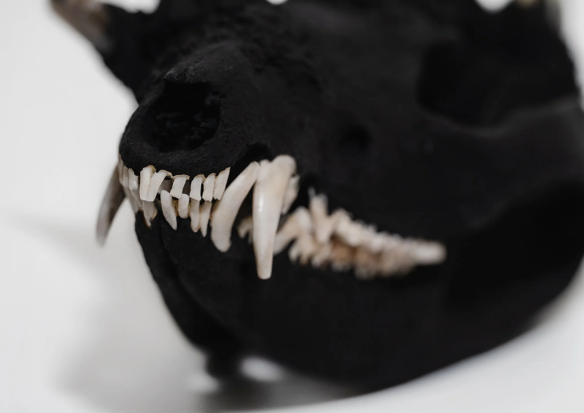 Canis Calva - Opossum-5RS.jpg