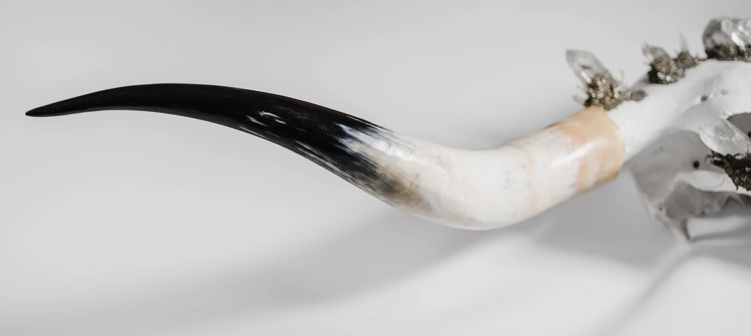 Canis Calva - Longhorn_006.jpg