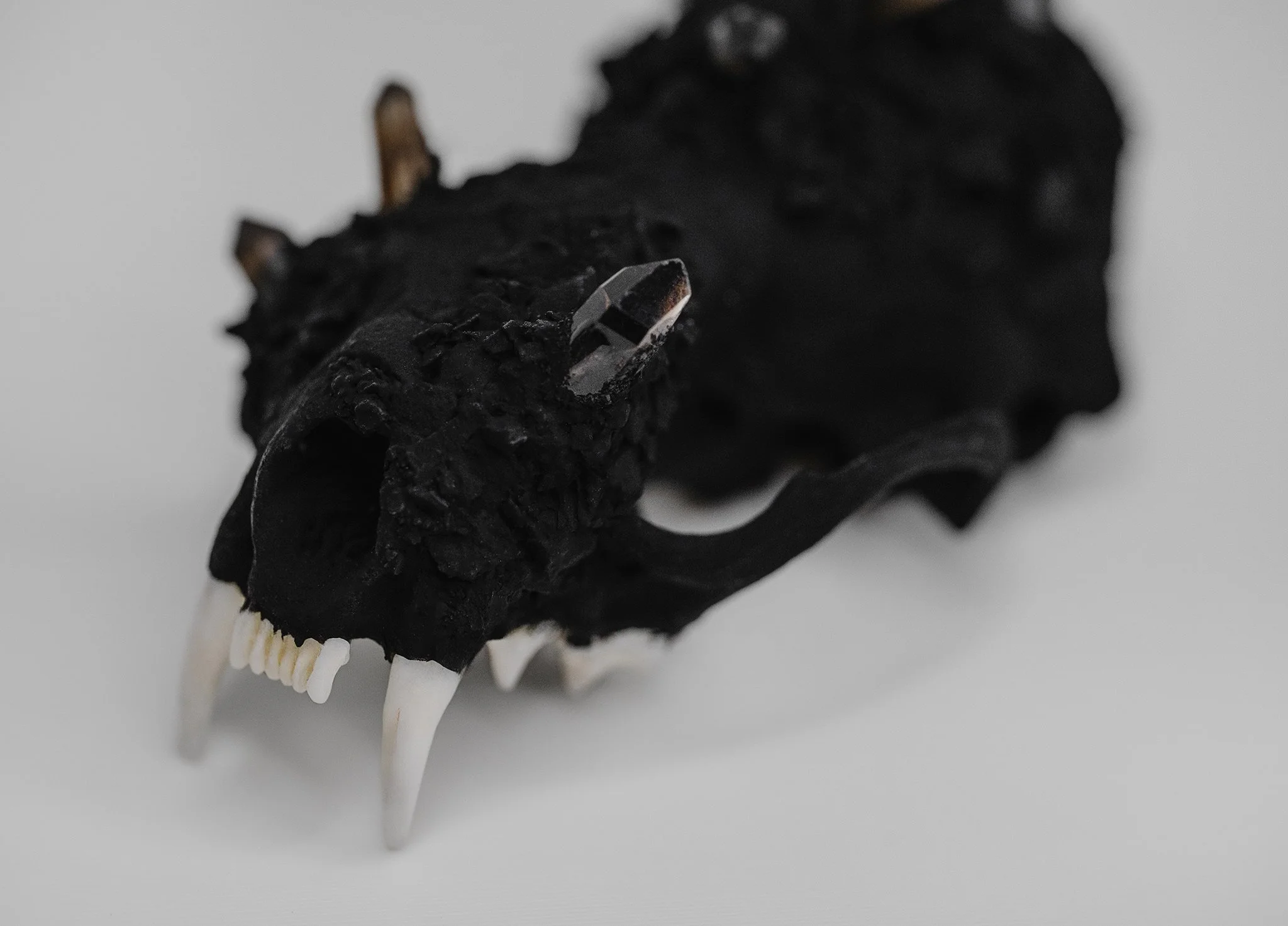 Canis Calva - Mink_006RS.jpg