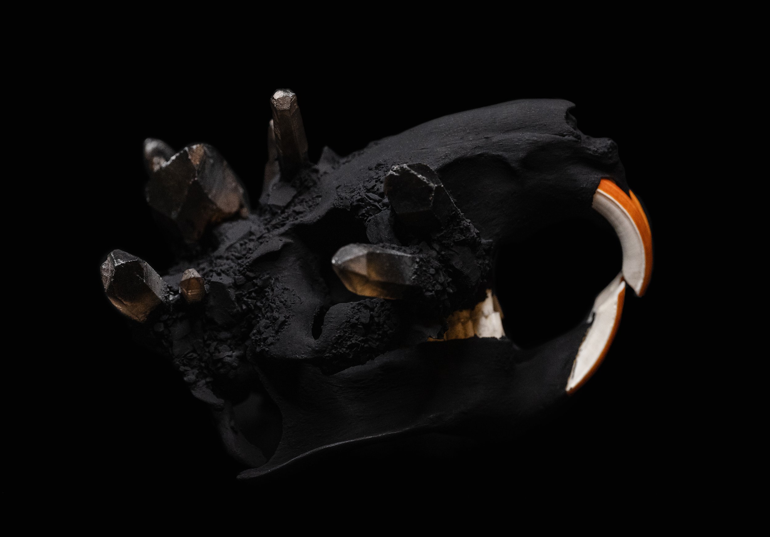 Skull_Nutria02_007.jpg