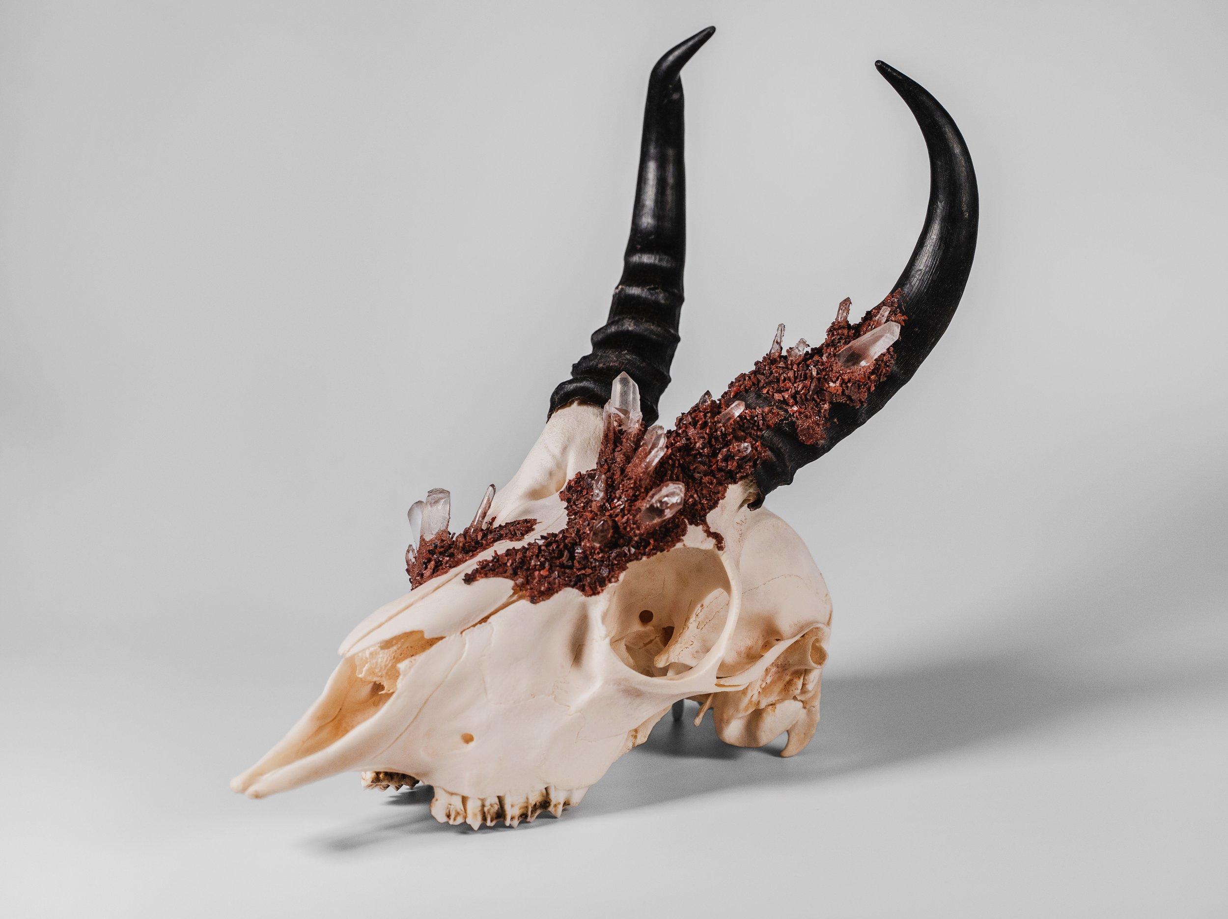 Canis Calva-105.jpg
