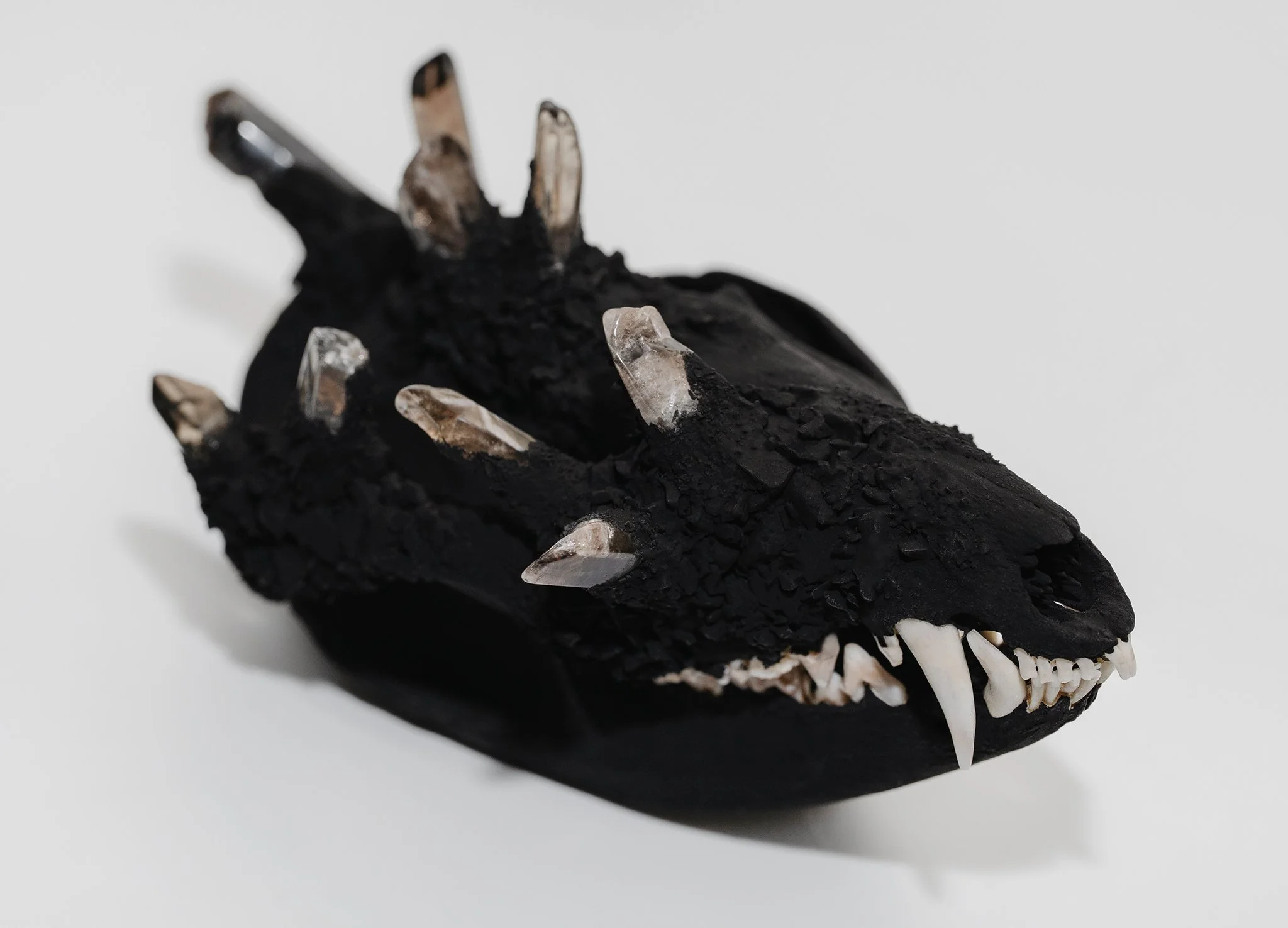 Canis Calva - Opossum-6RS.jpg