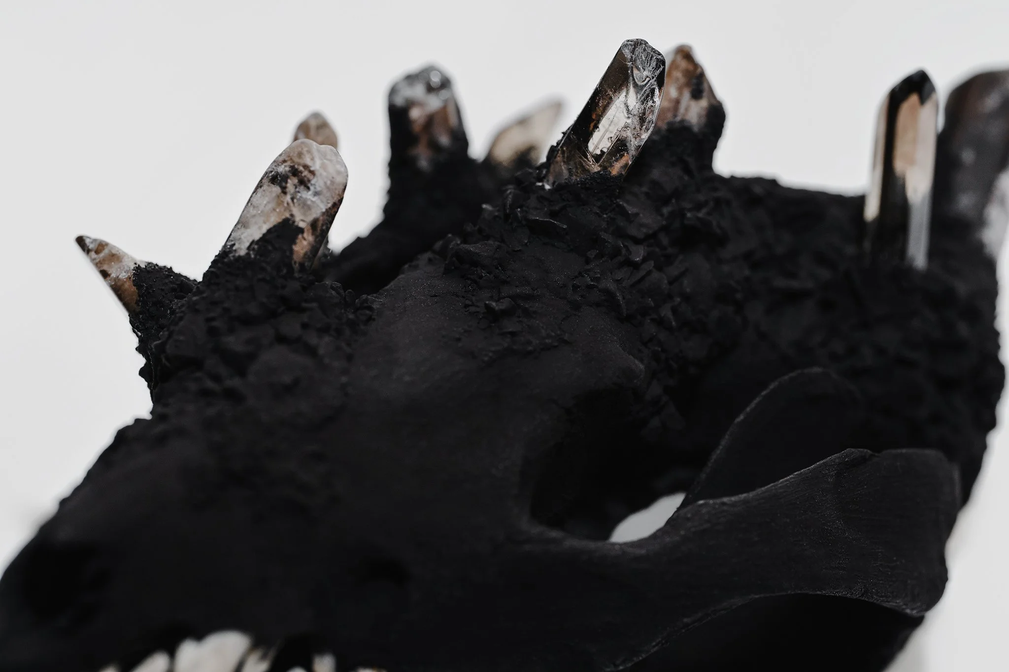 Canis Calva - Opossum-8RS.jpg