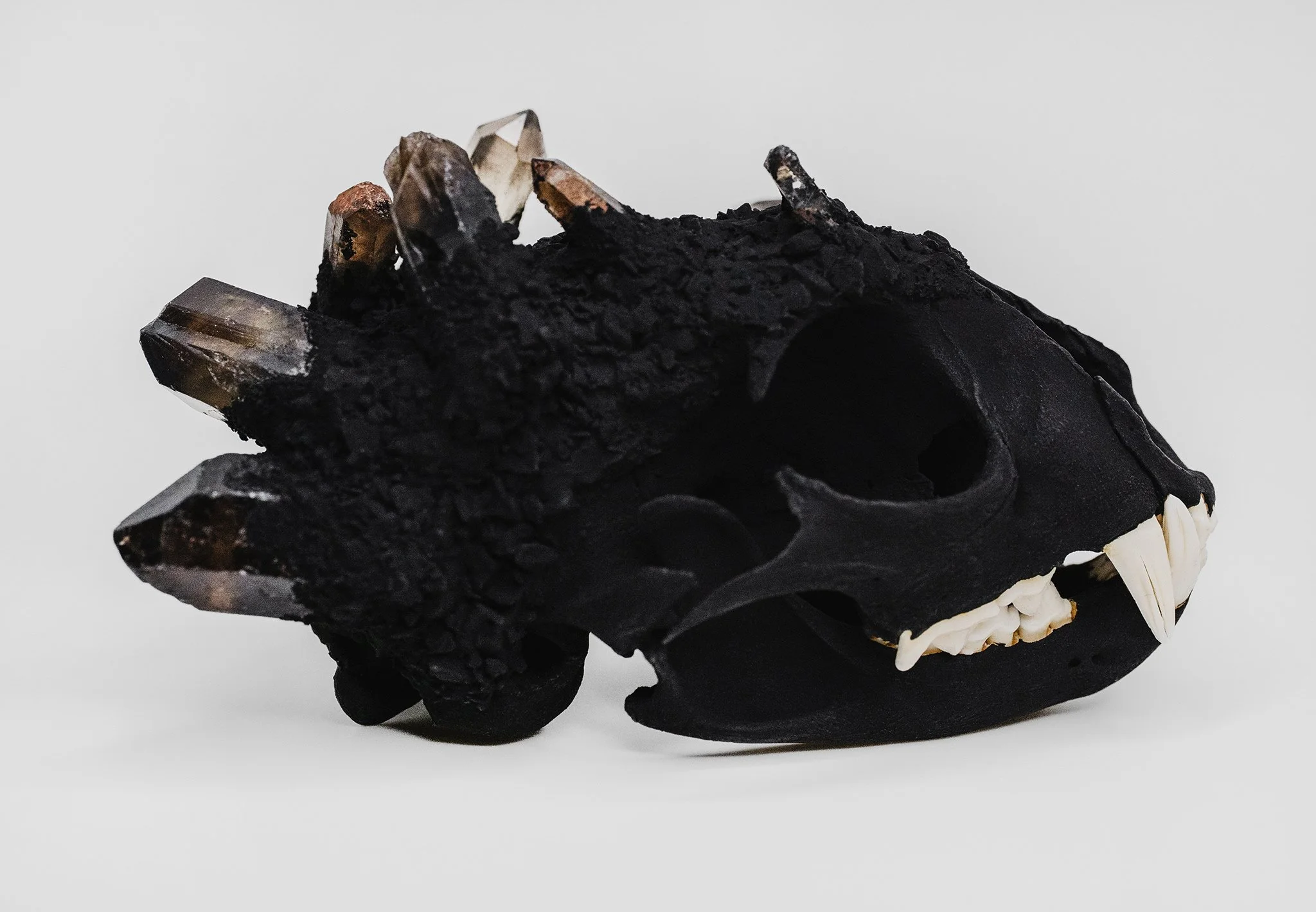 Canis Calva - Bobcat_001RS.jpg