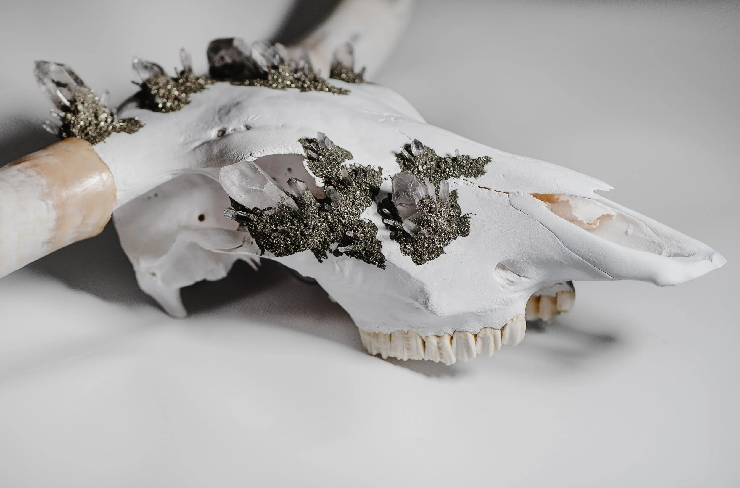 Canis Calva - Longhorn_004.jpg