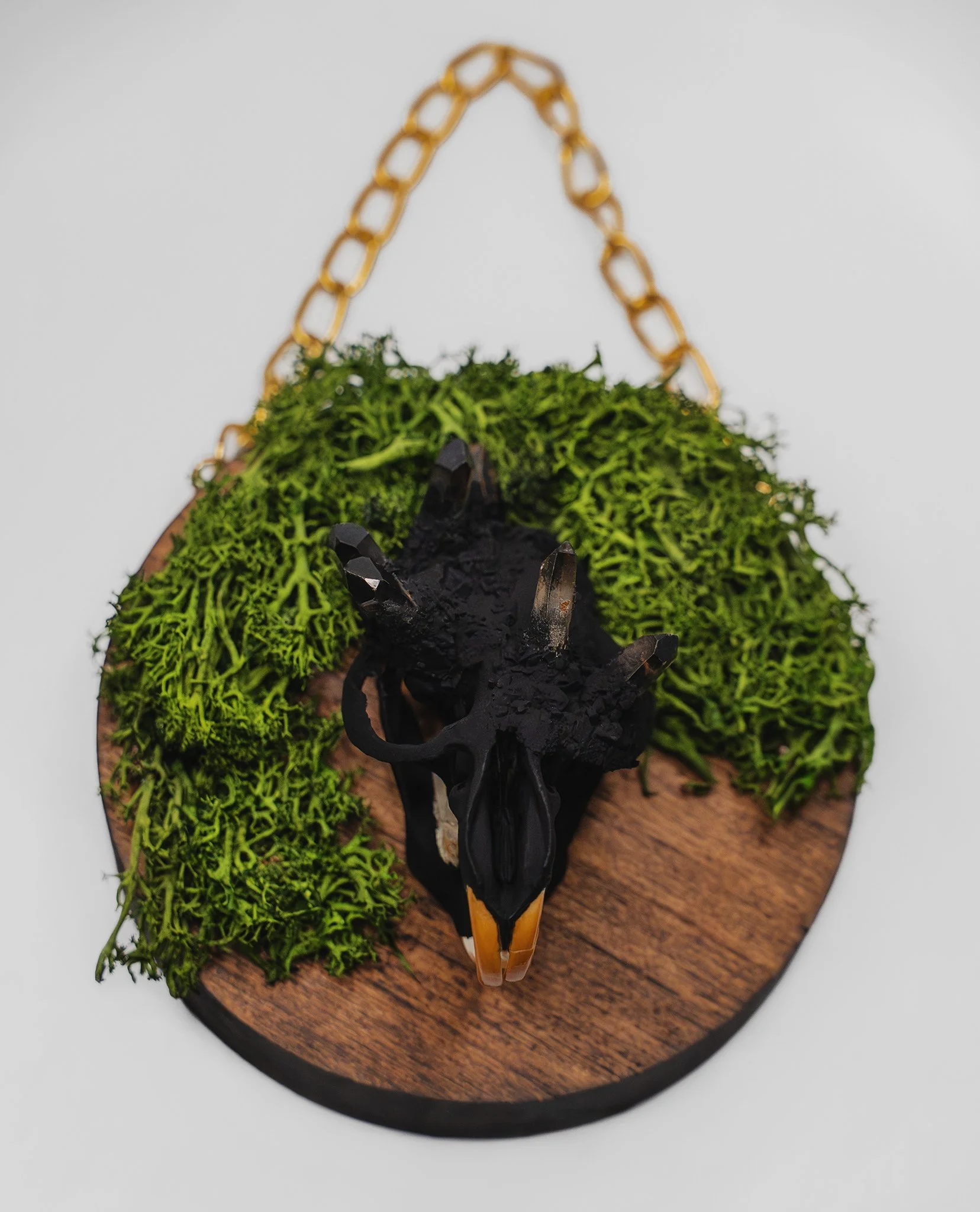 Crystallized Muskrat Skull with Preserved Moss Wall Hang Home Decor