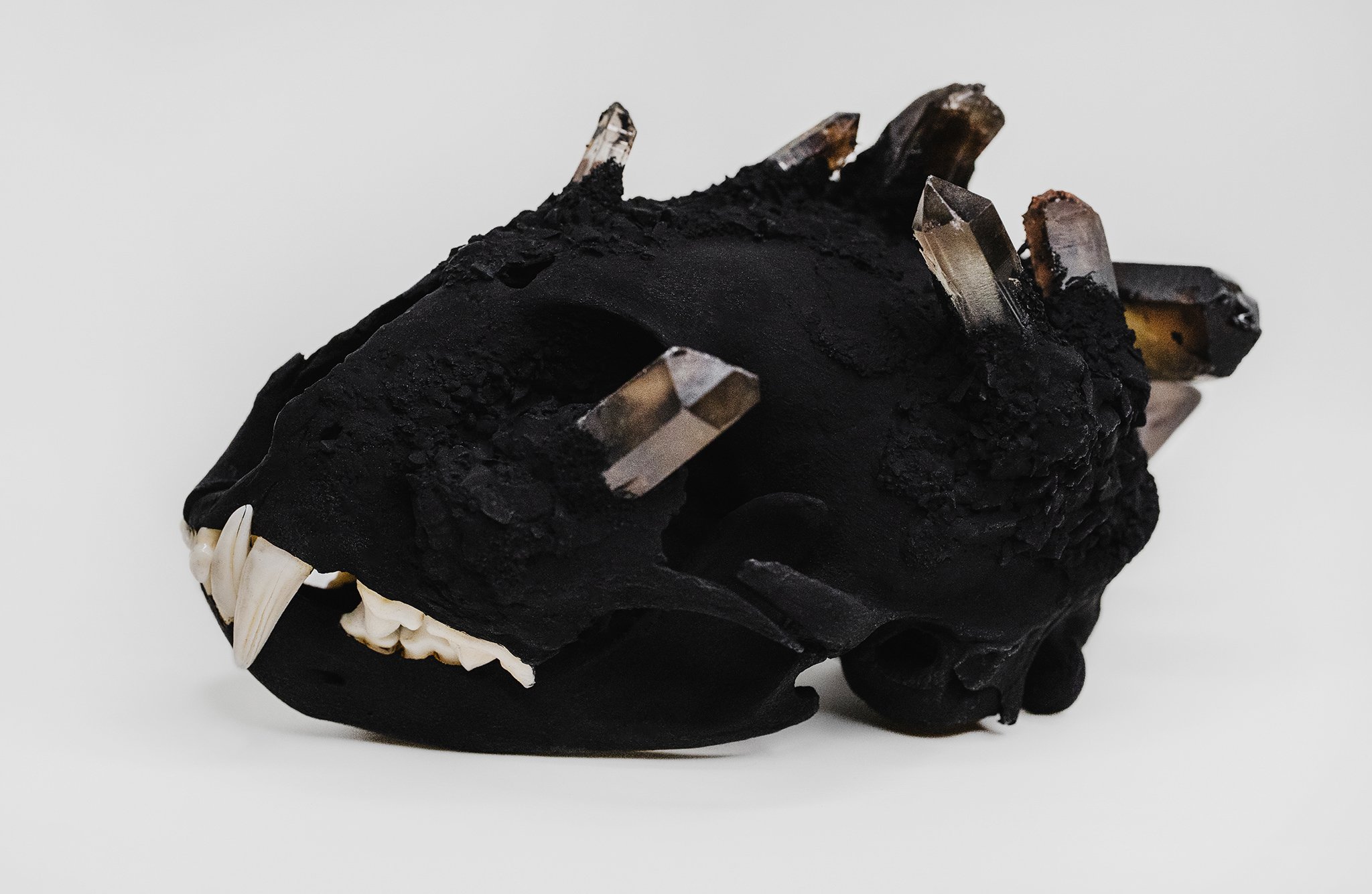 Canis Calva - Bobcat_002RS.jpg