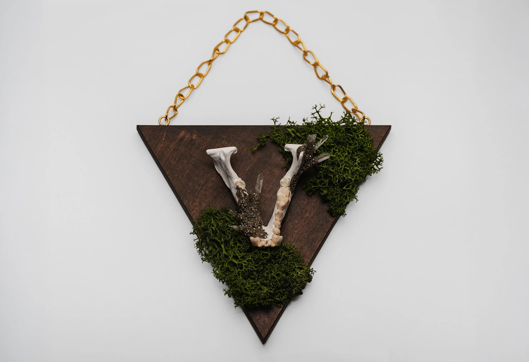 Otter Jaw Bone Wall Hang on Preserved Moss
