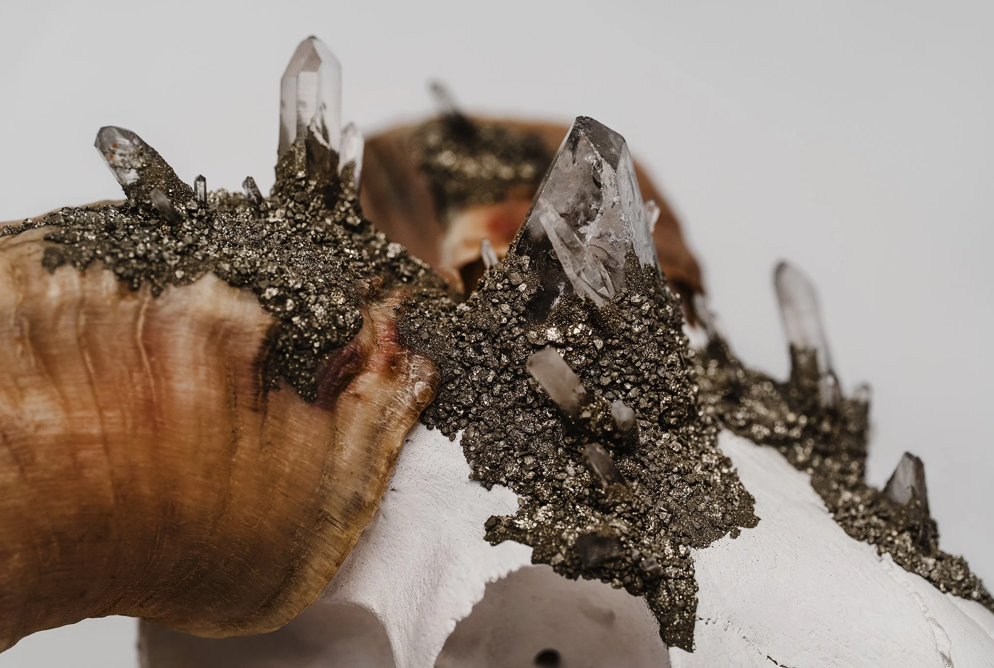 Canis Calva - Merino Sheep-12RS.jpg