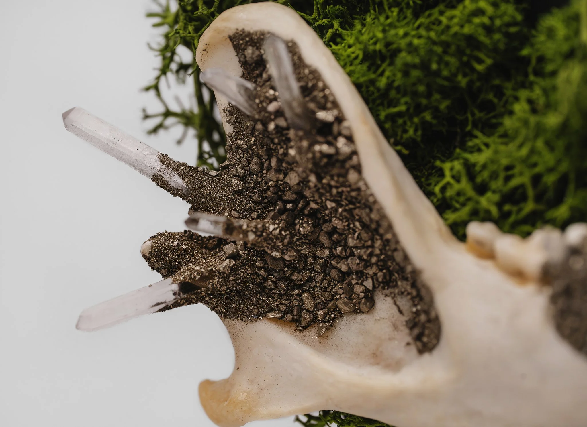 Canis Calva-14RS.jpg