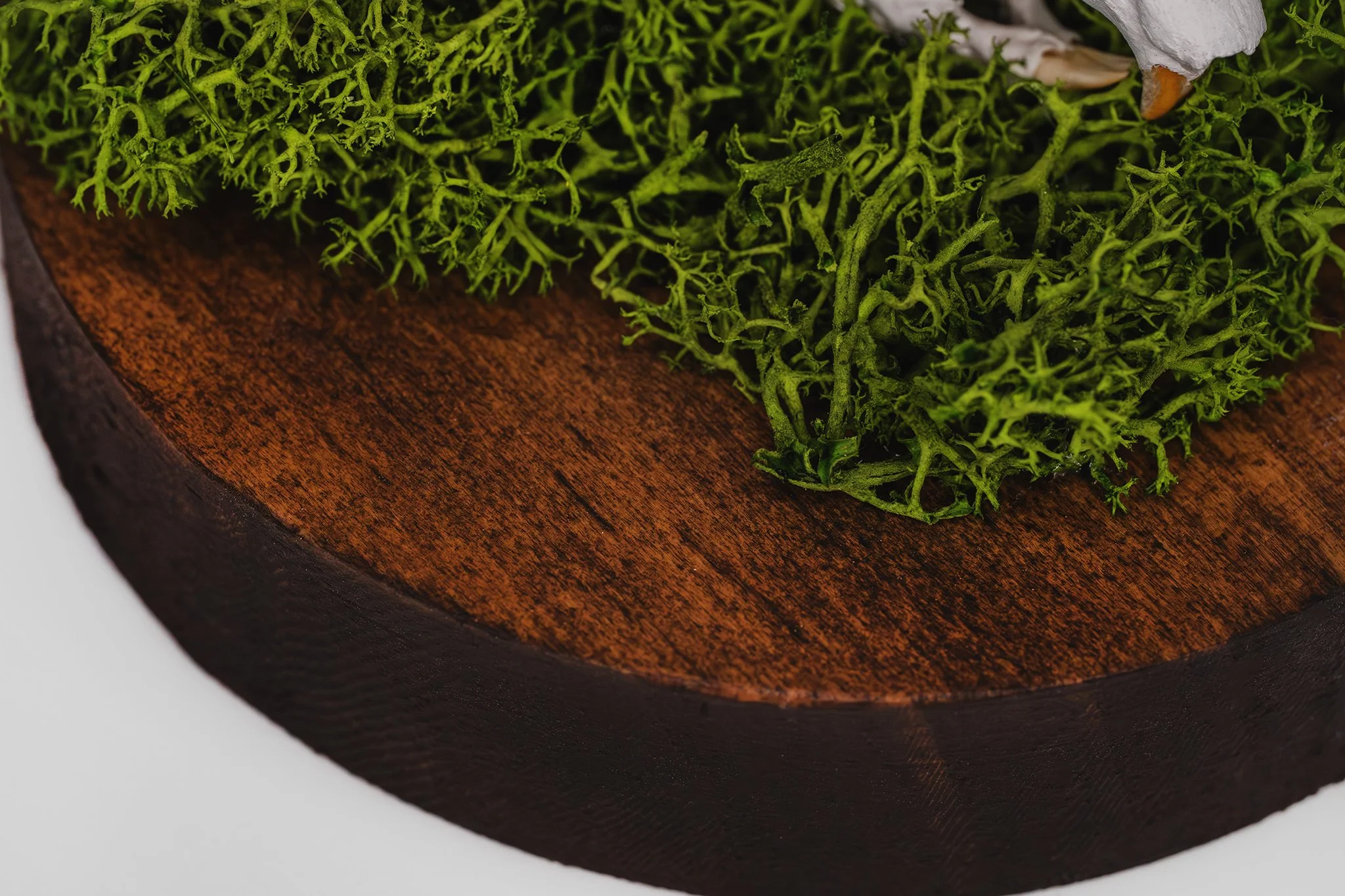 Canis Calva-10RS.jpg