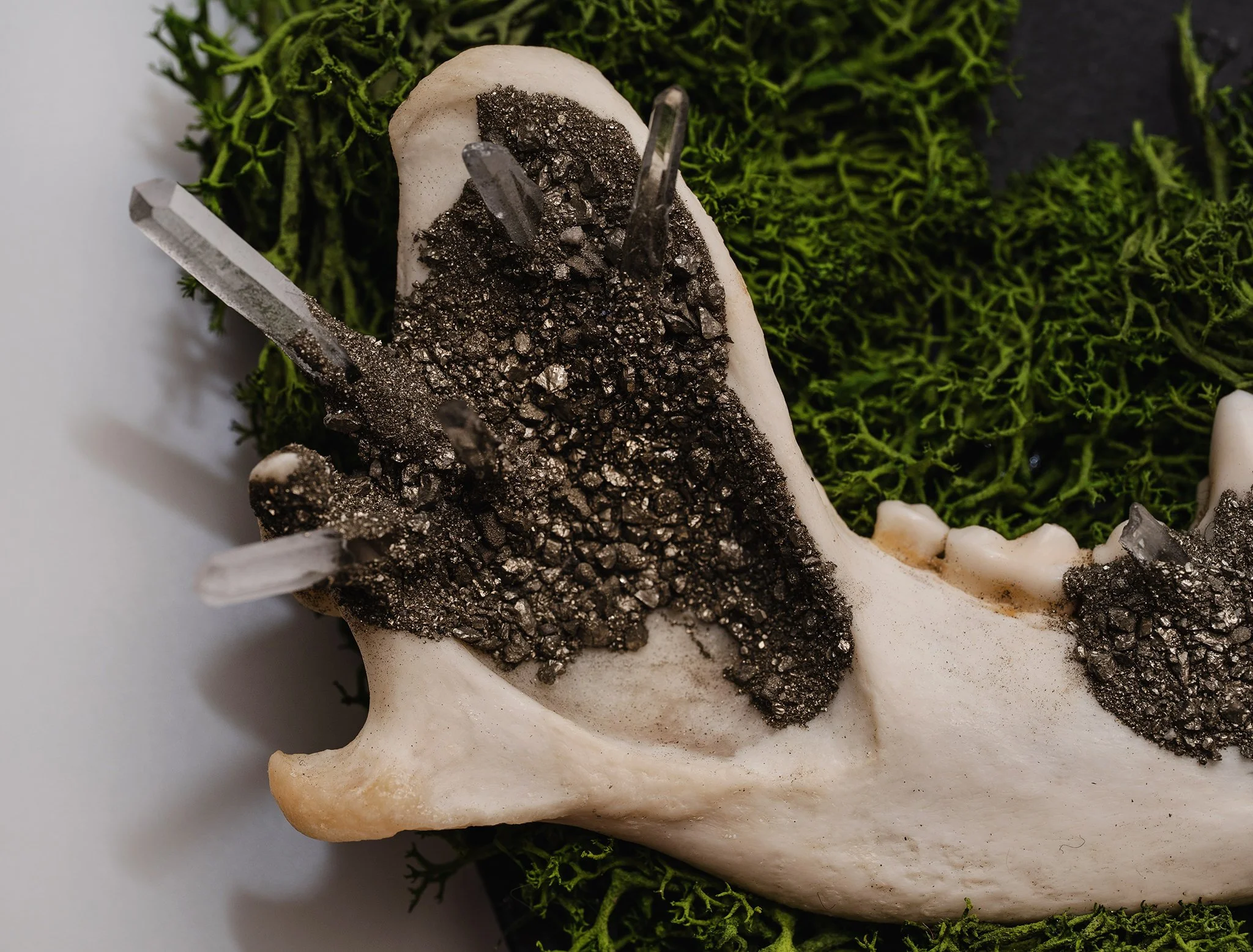 Canis Calva-15RS.jpg