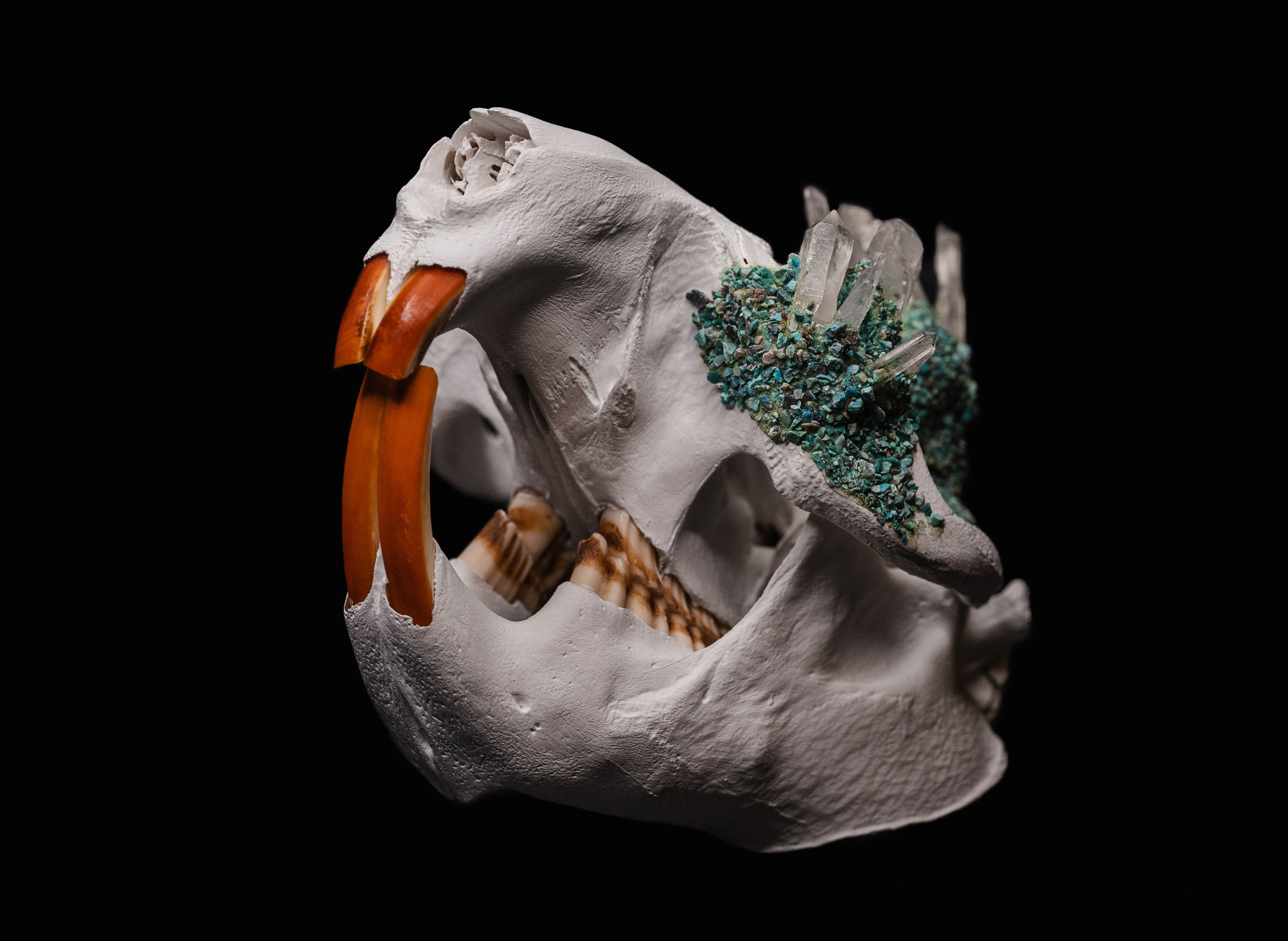 Skull_Beaver03_003.jpg