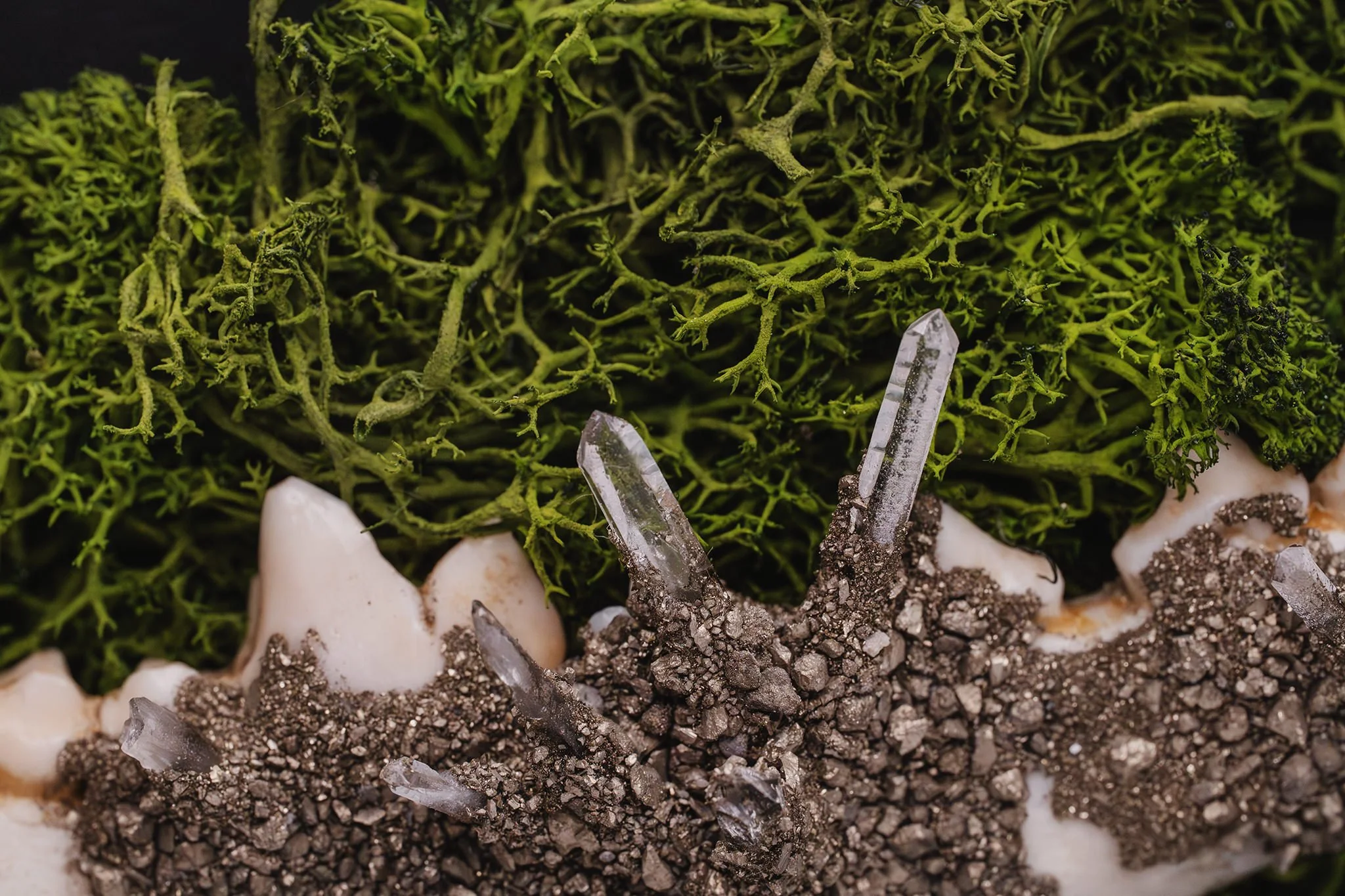 Canis Calva-12RS.jpg