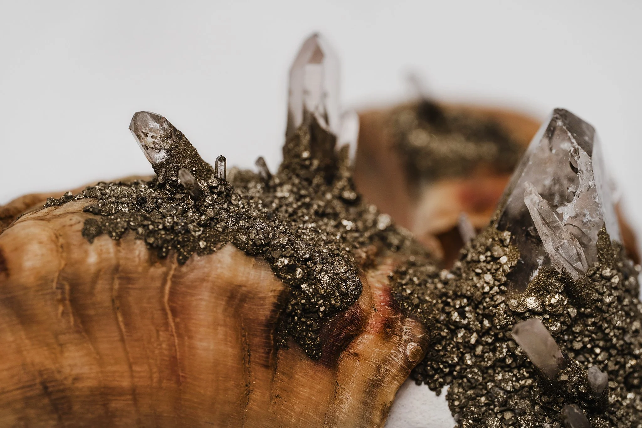 Canis Calva - Merino Sheep-11RS.jpg