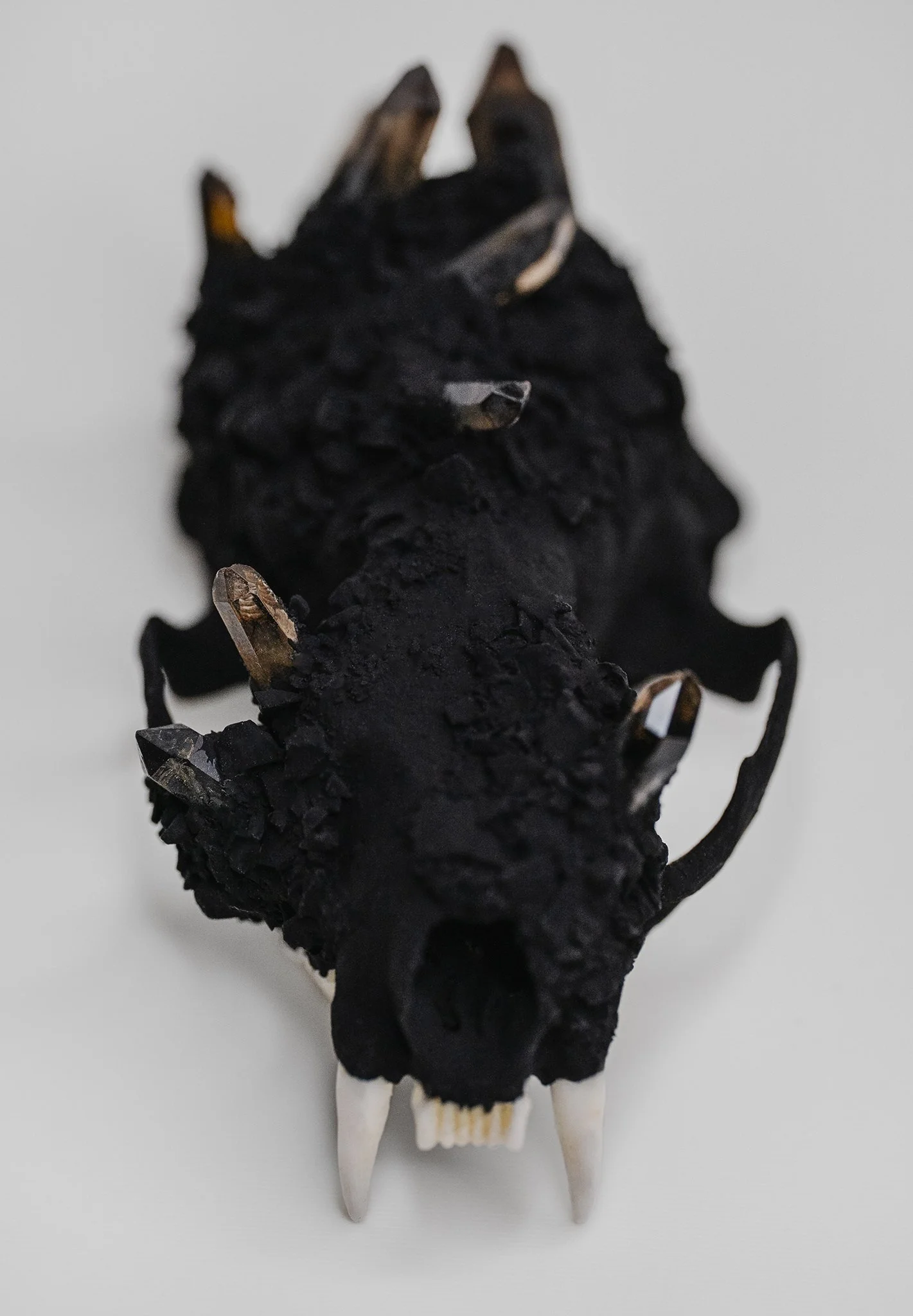 Canis Calva - Mink_003RS.jpg