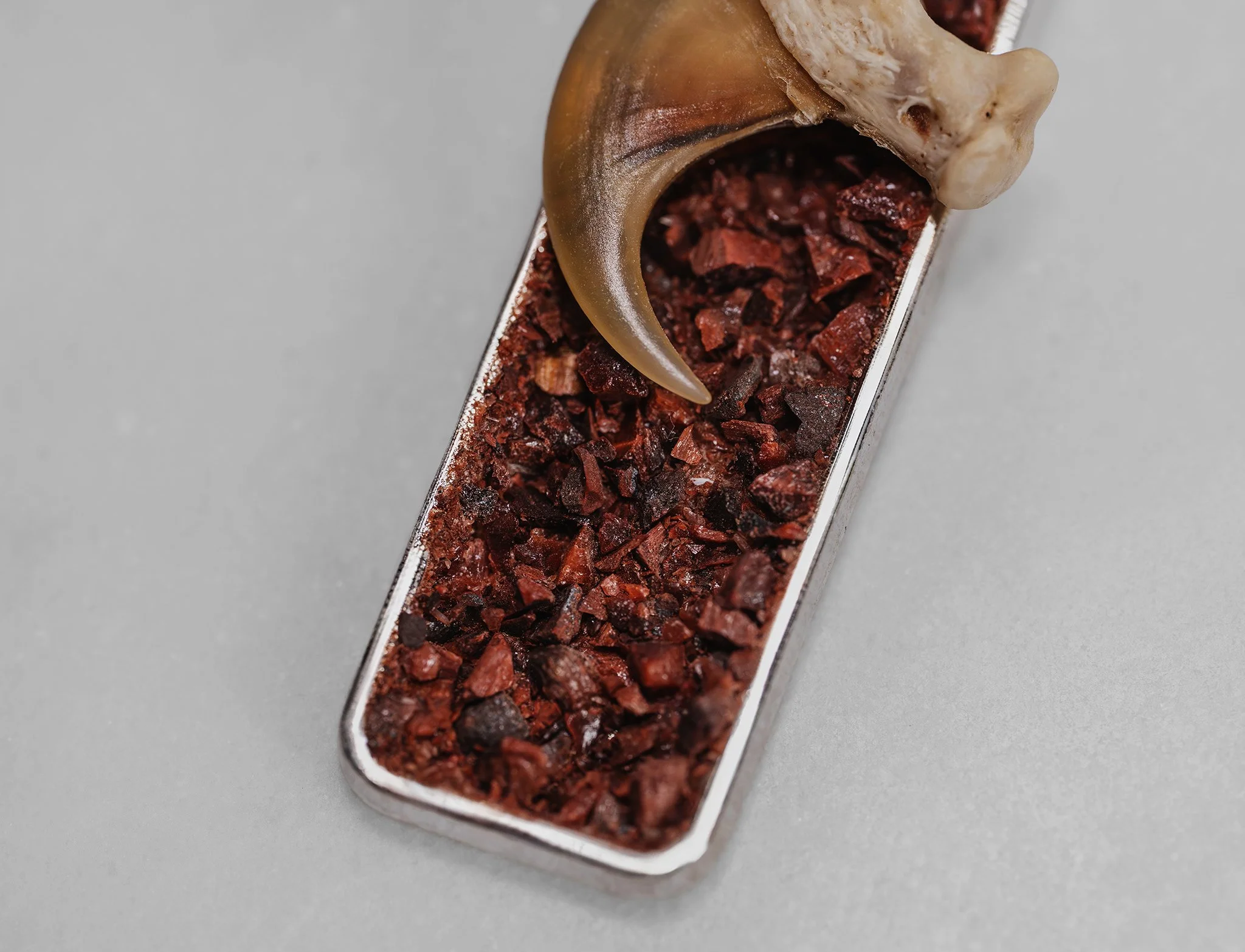 Canis Calva-47RS.jpg