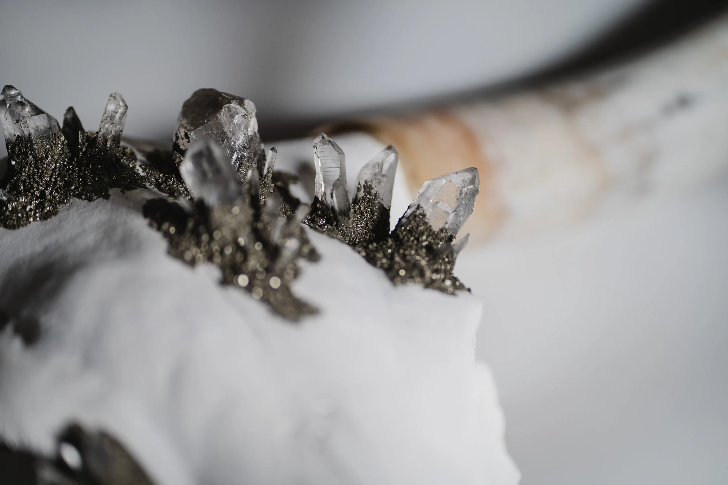 Canis Calva - Longhorn_009.jpg