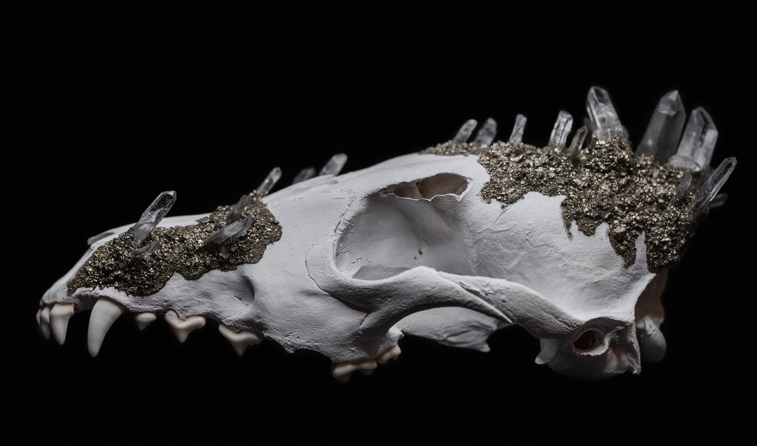 Skull_Coyote02_002.jpg