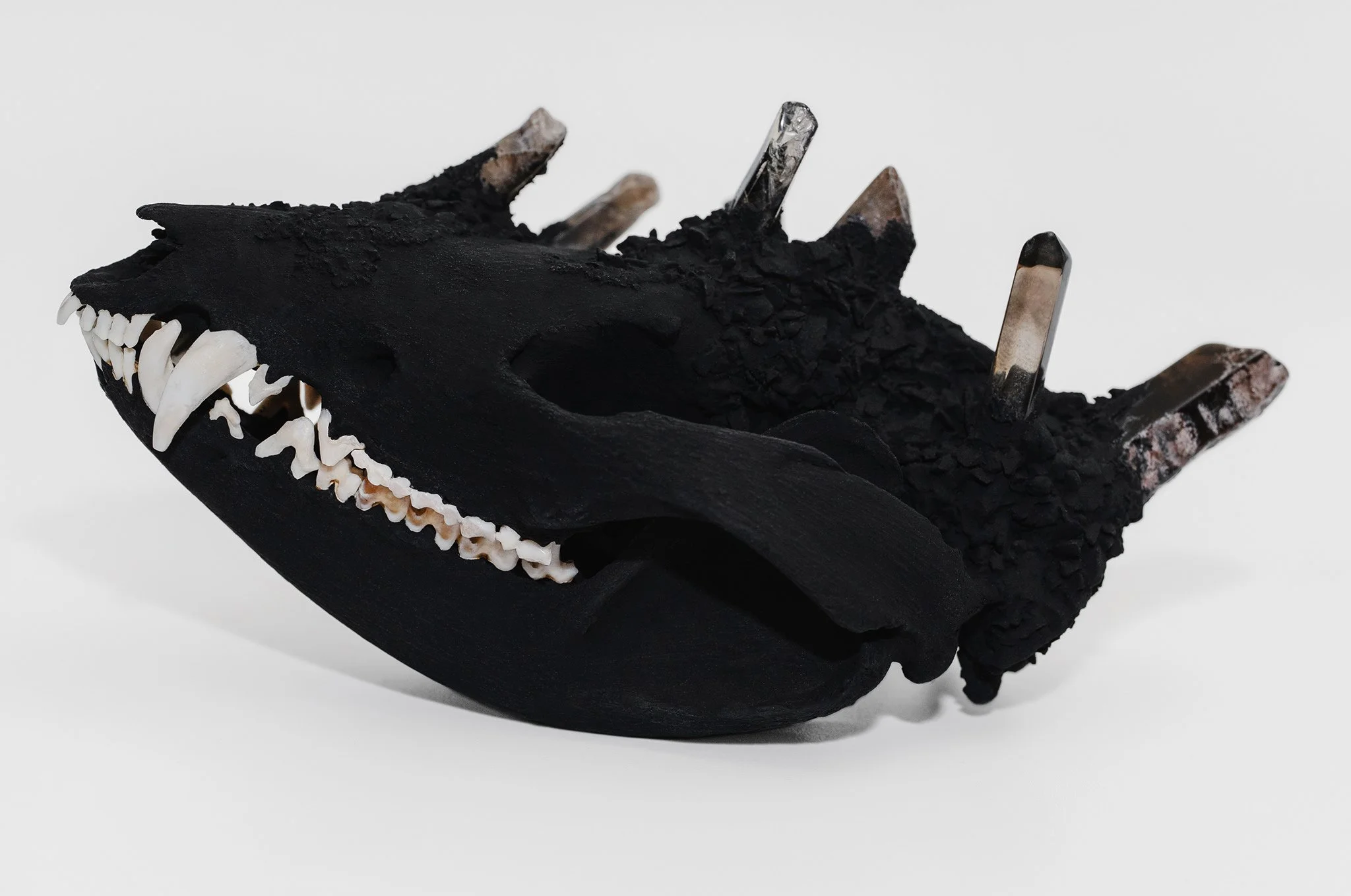 Canis Calva - Opossum-4RS.jpg