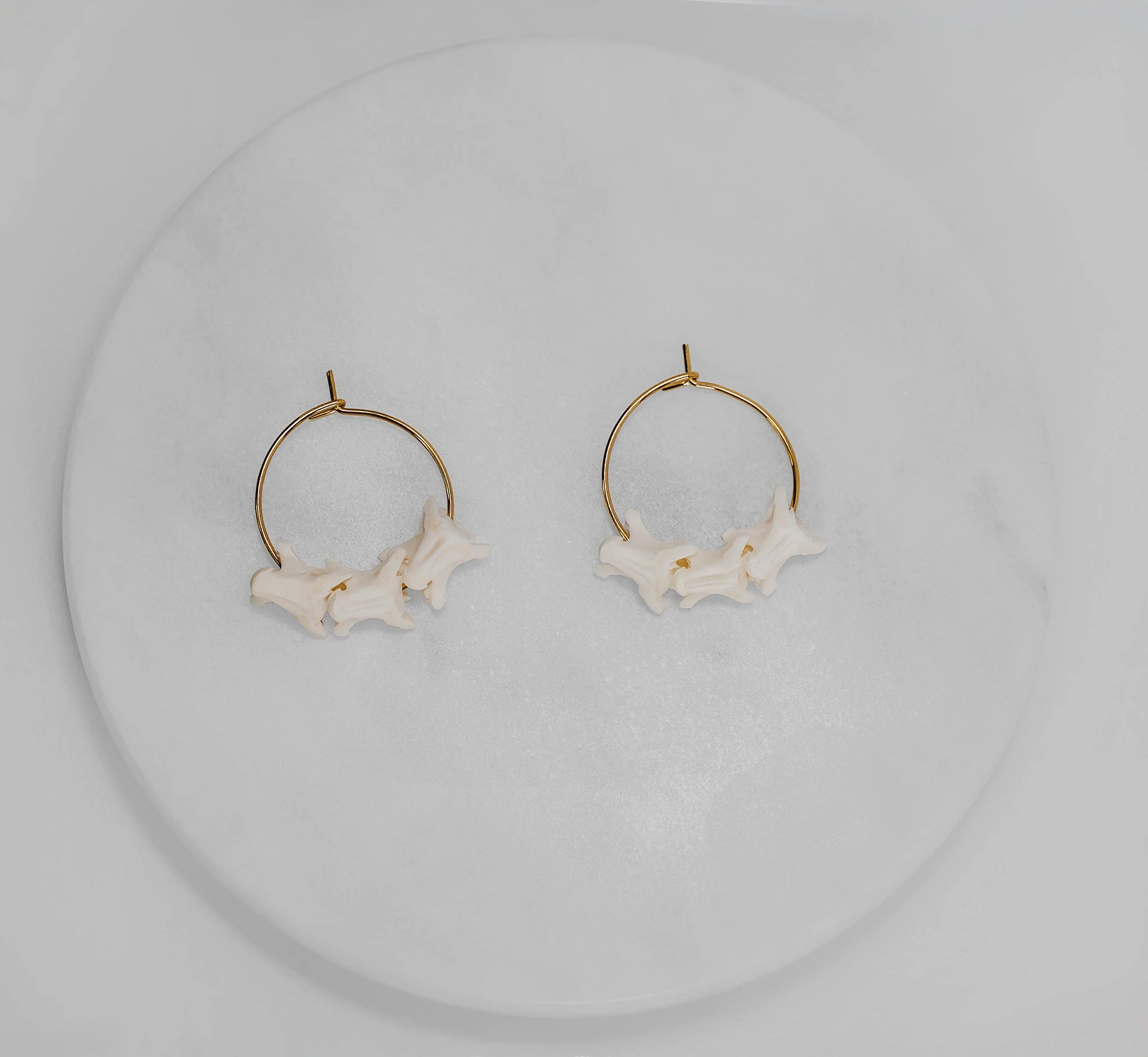 Canis Calva-73RS.jpg