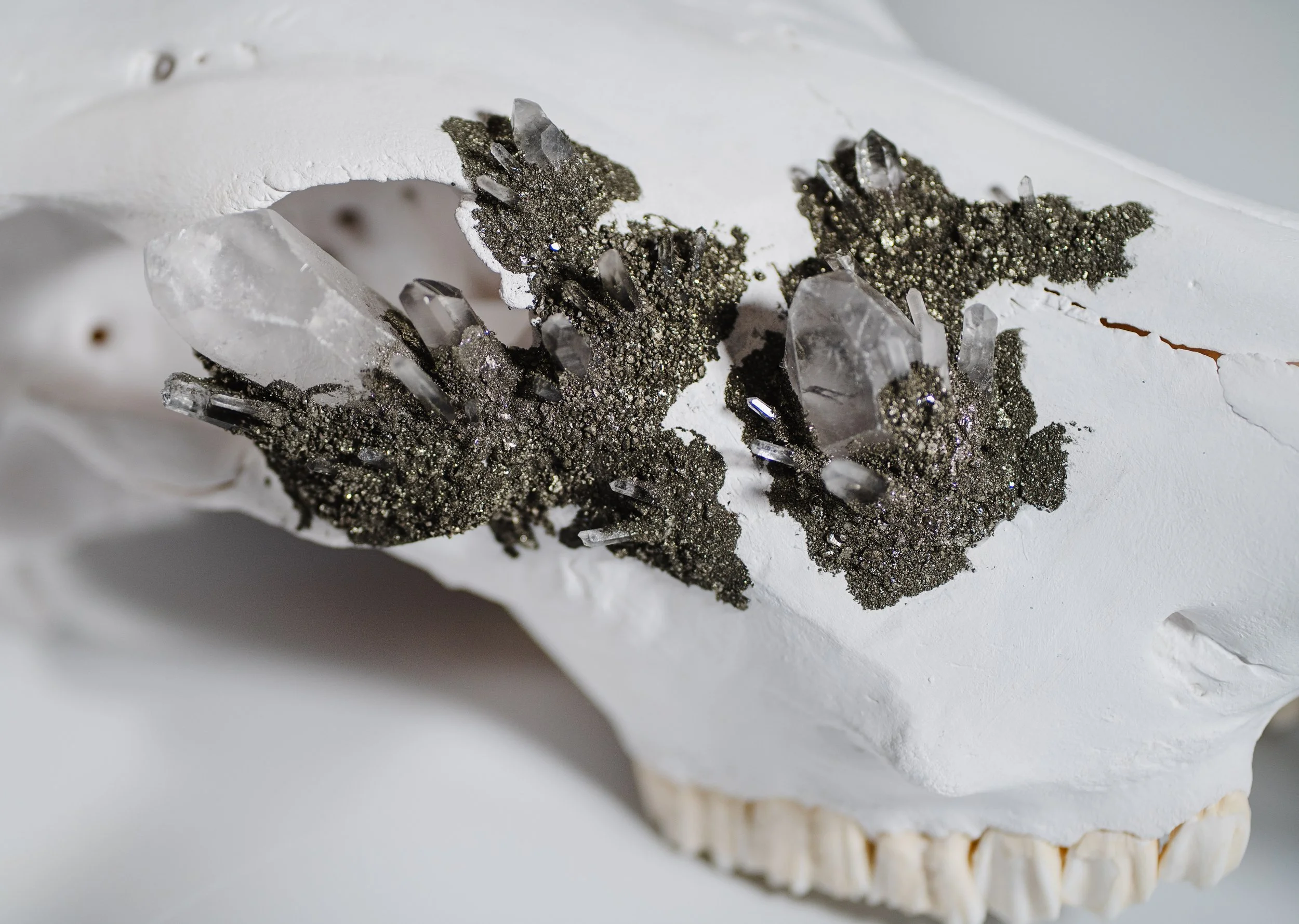 Canis Calva - Longhorn_007.jpg