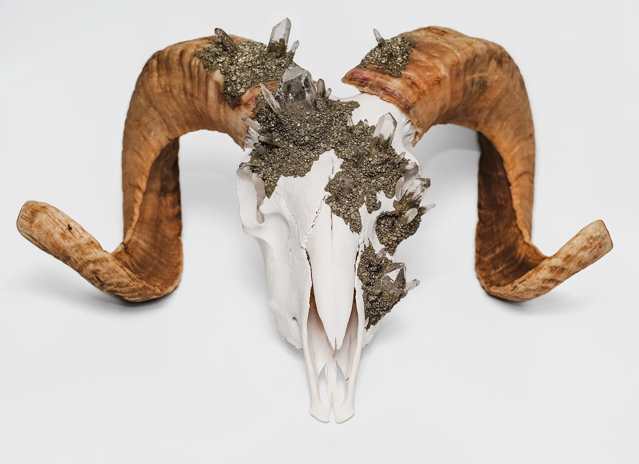 Canis Calva - Merino Sheep-1RS.jpg